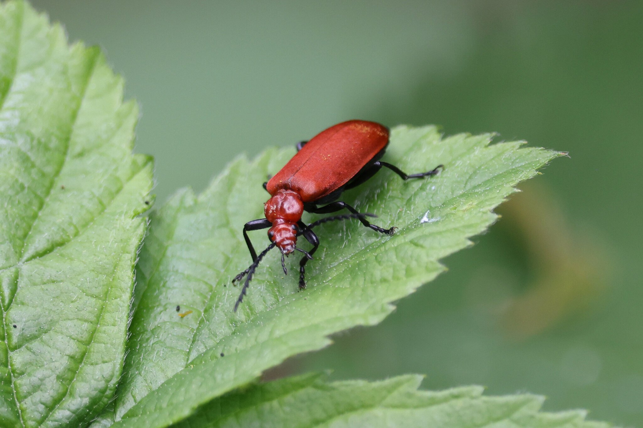 cardinal-beetle.jpg