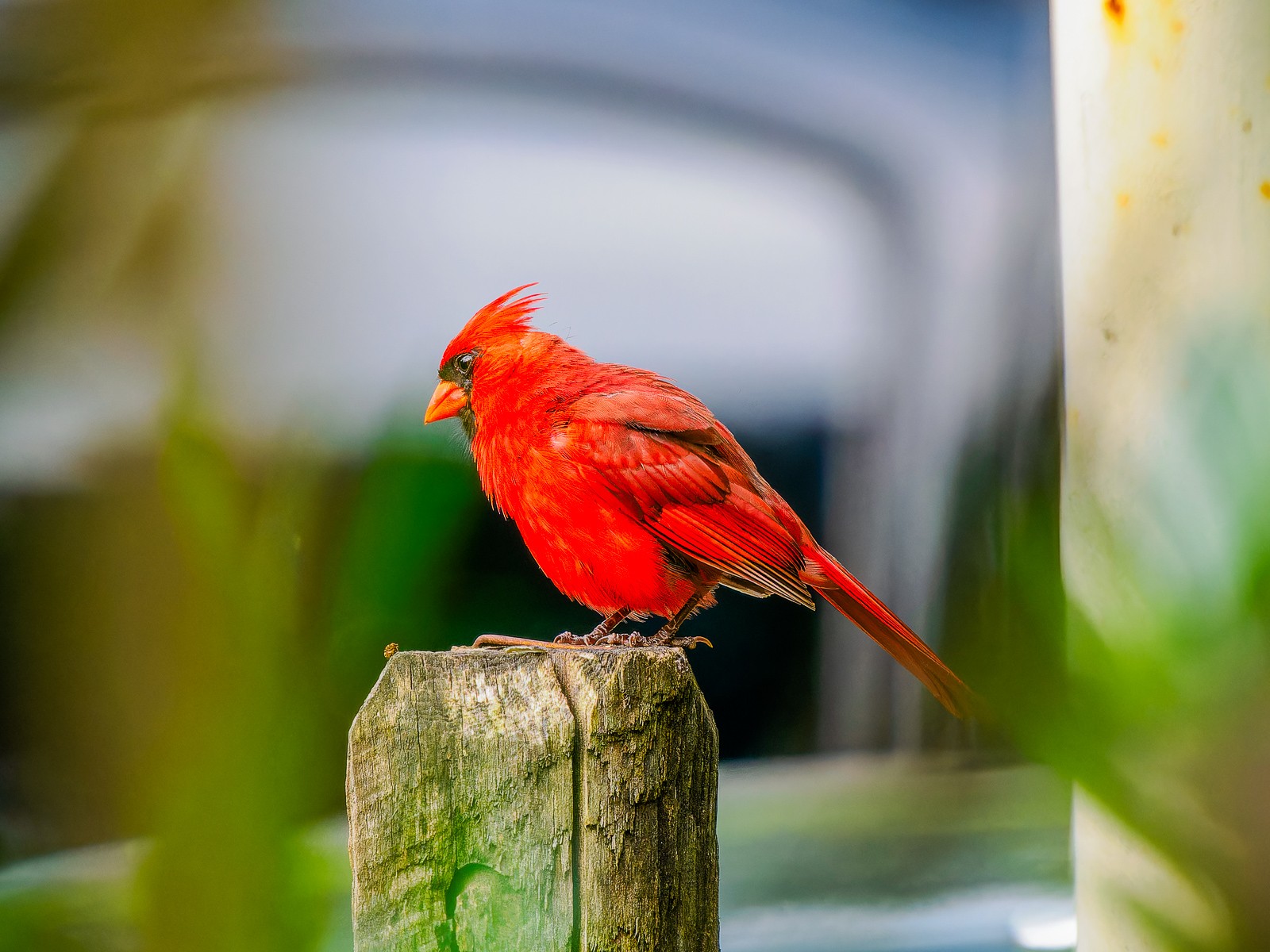 Cardinal on pole.jpg