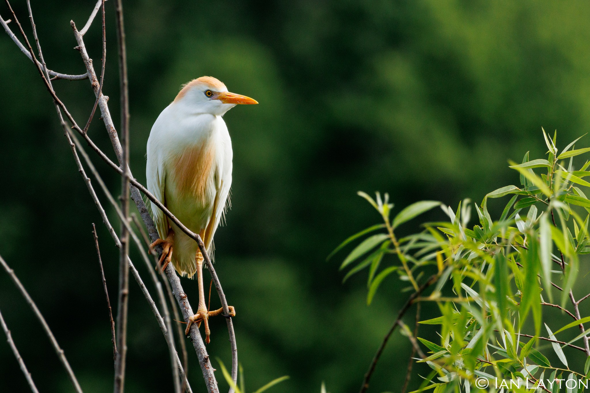 Cattle Egret - James Webb WMA-_R7_2227.jpg