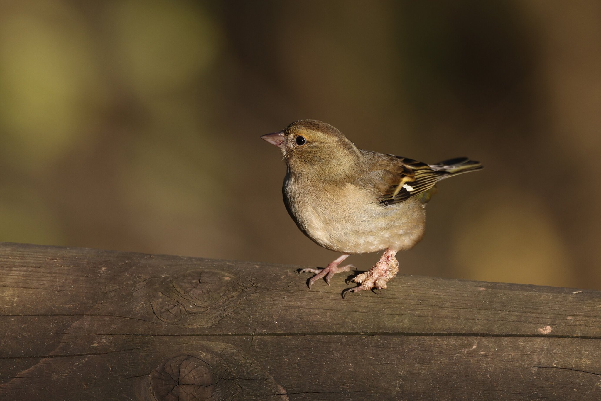 chaffinch-4000px.jpg