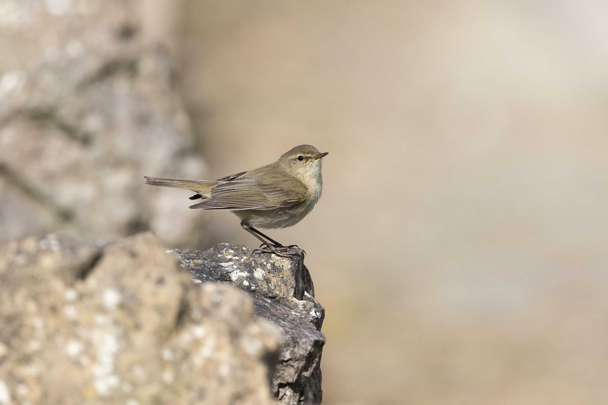 Chiffchaff .jpg