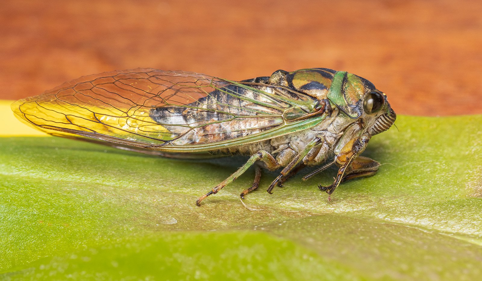 cicada.jpg
