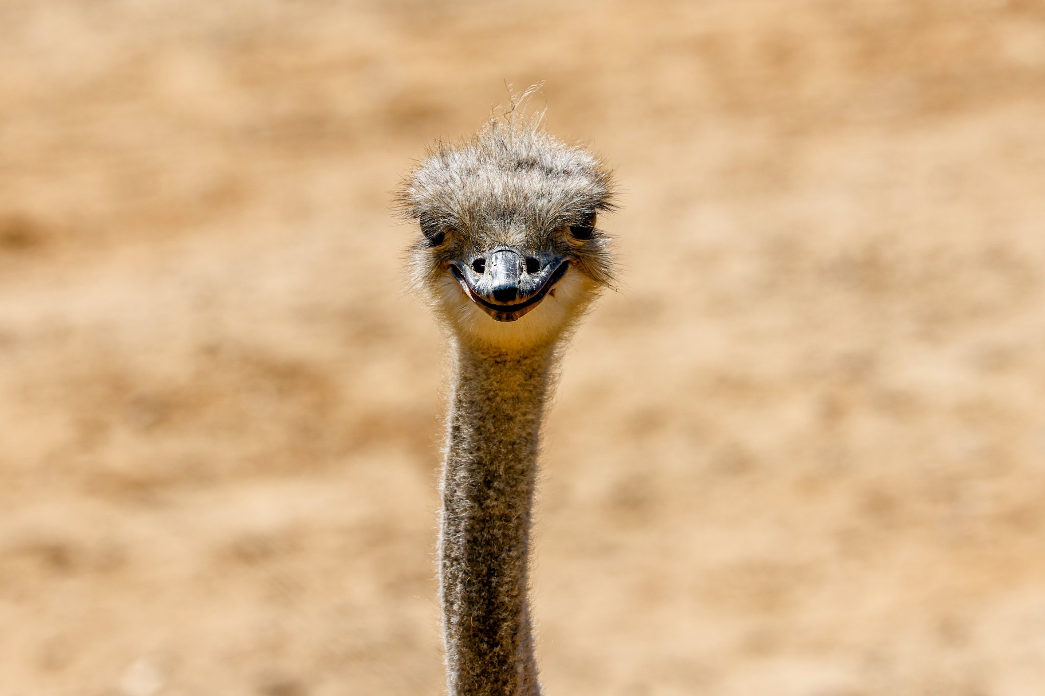 Colchester Zoo 10-05-25 0050.jpg