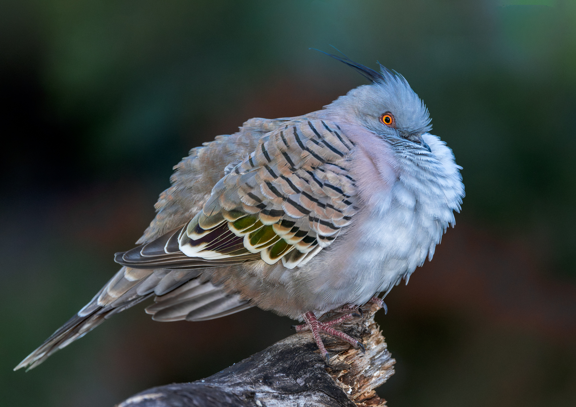 Common Bronzewing in a Down Jacket