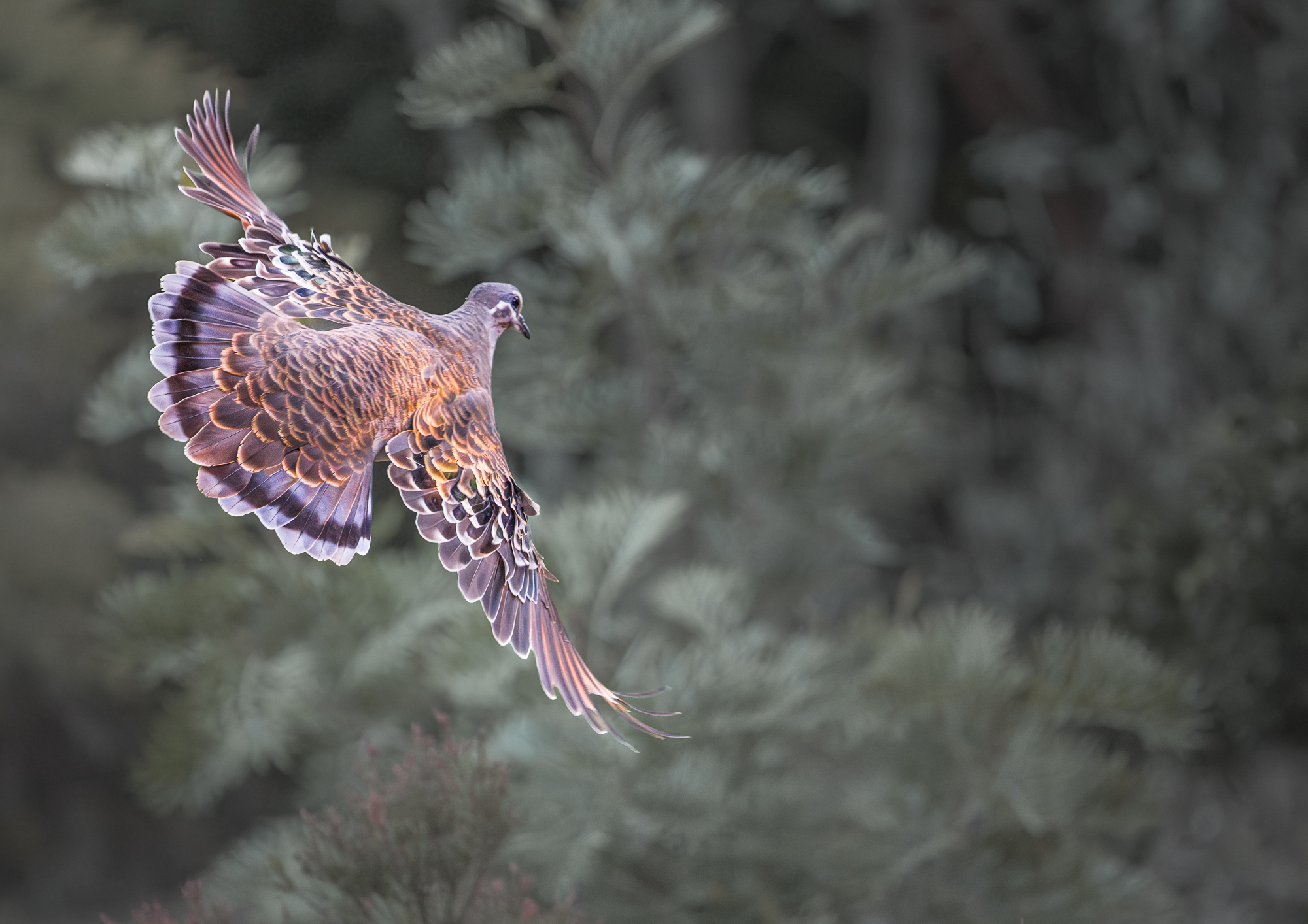 Common Bronzewing in Flight
