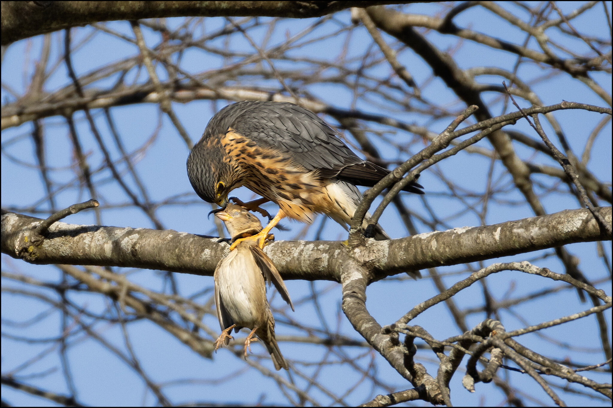 Common Kestrel.jpg