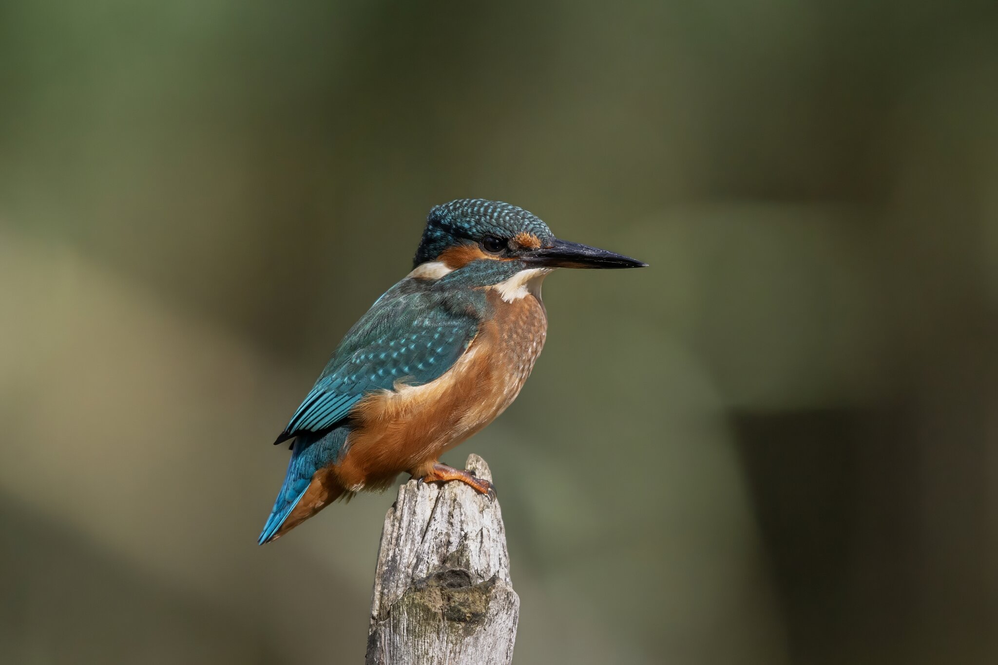 Common Kingfisher.jpeg