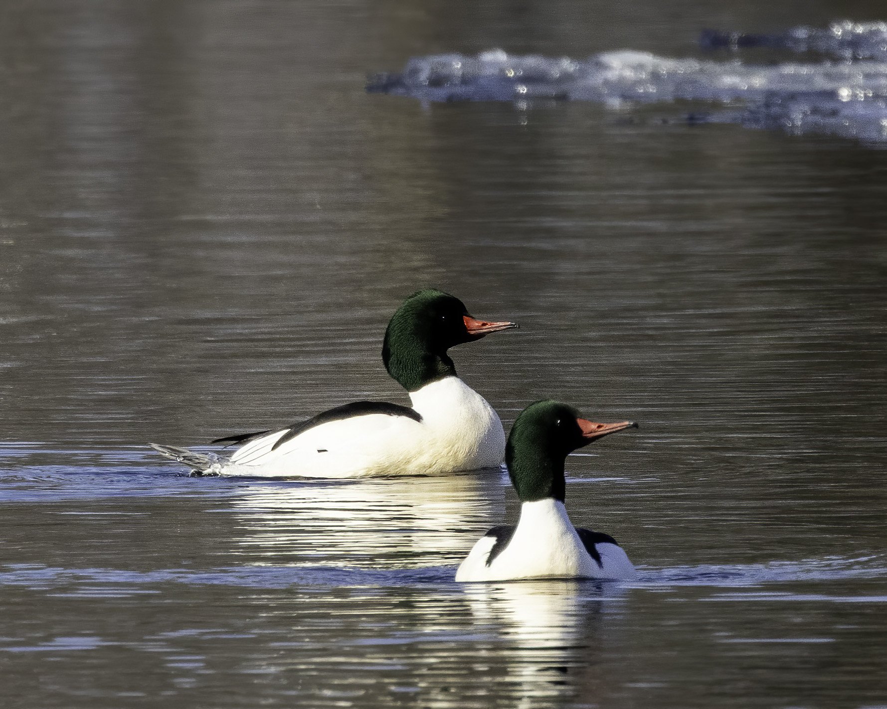 Common Mergansers.jpg