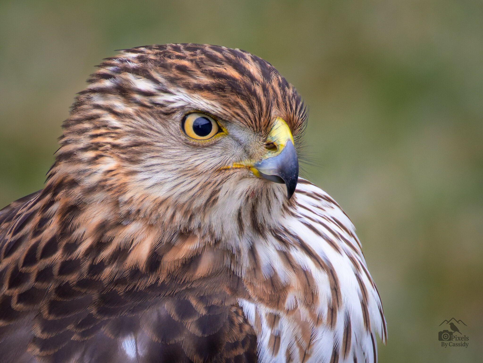 Coopers Hawk Backyard-1.jpg