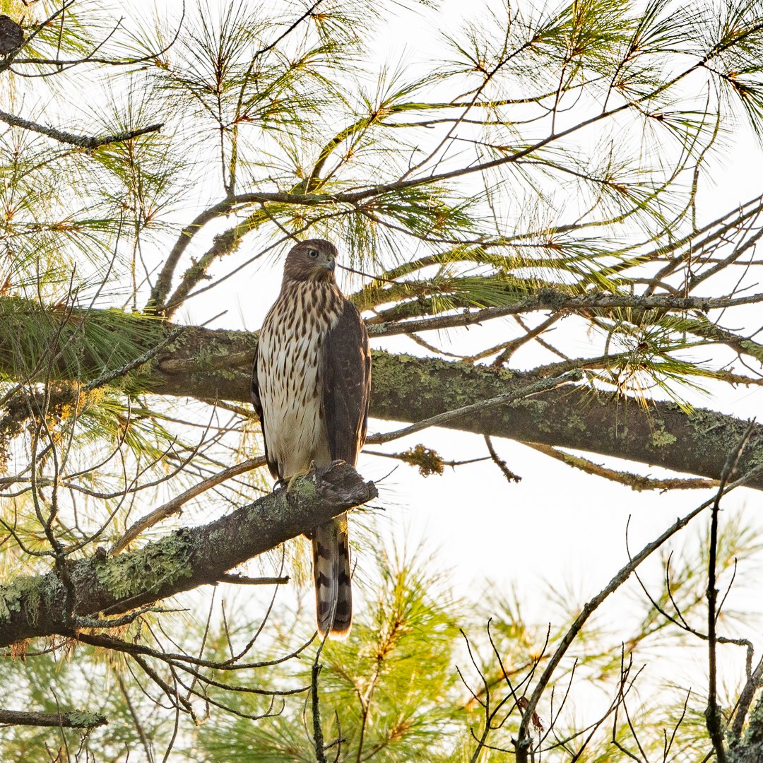 Cooper's Hawk juvenile.jpg