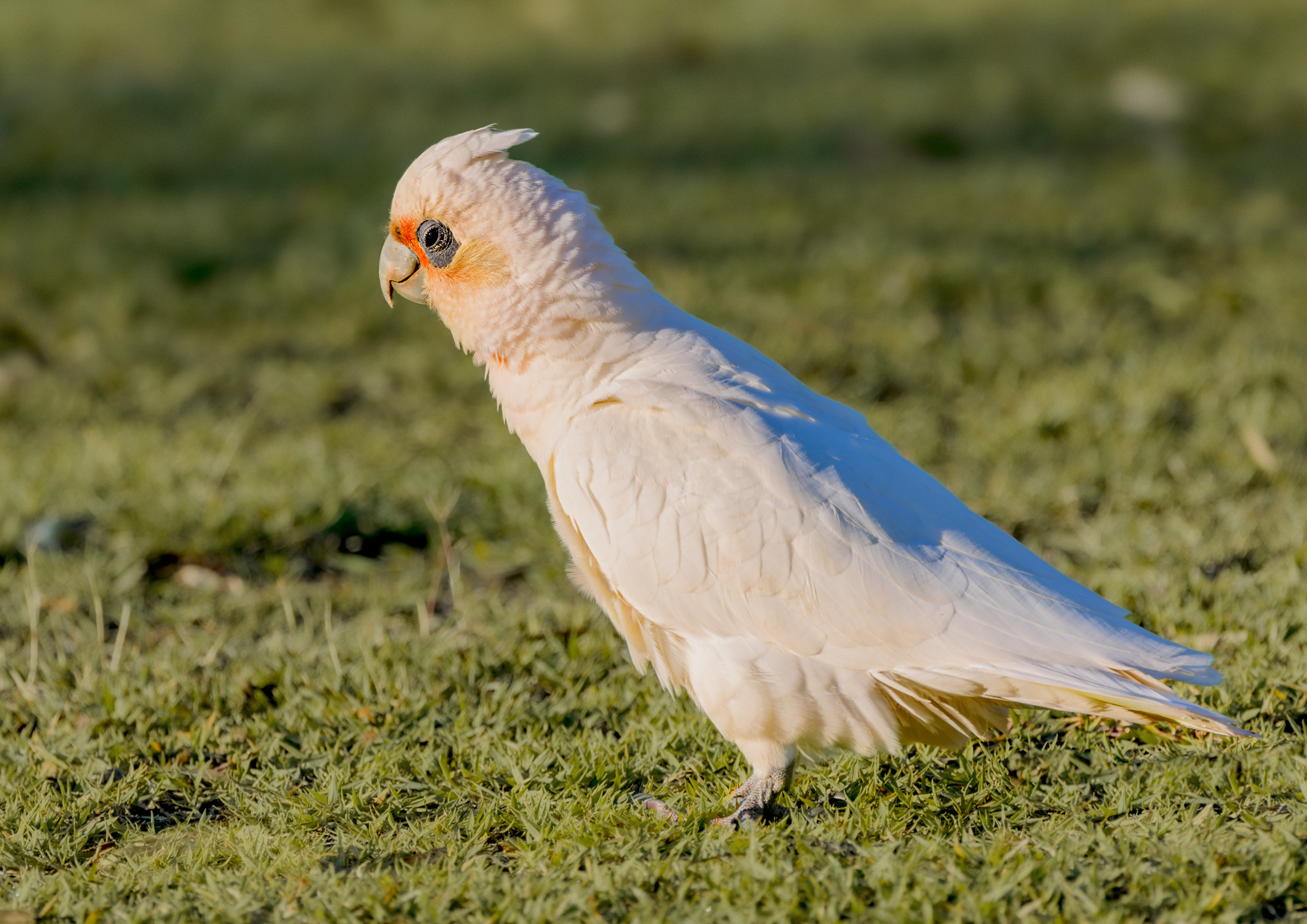 Little Corella