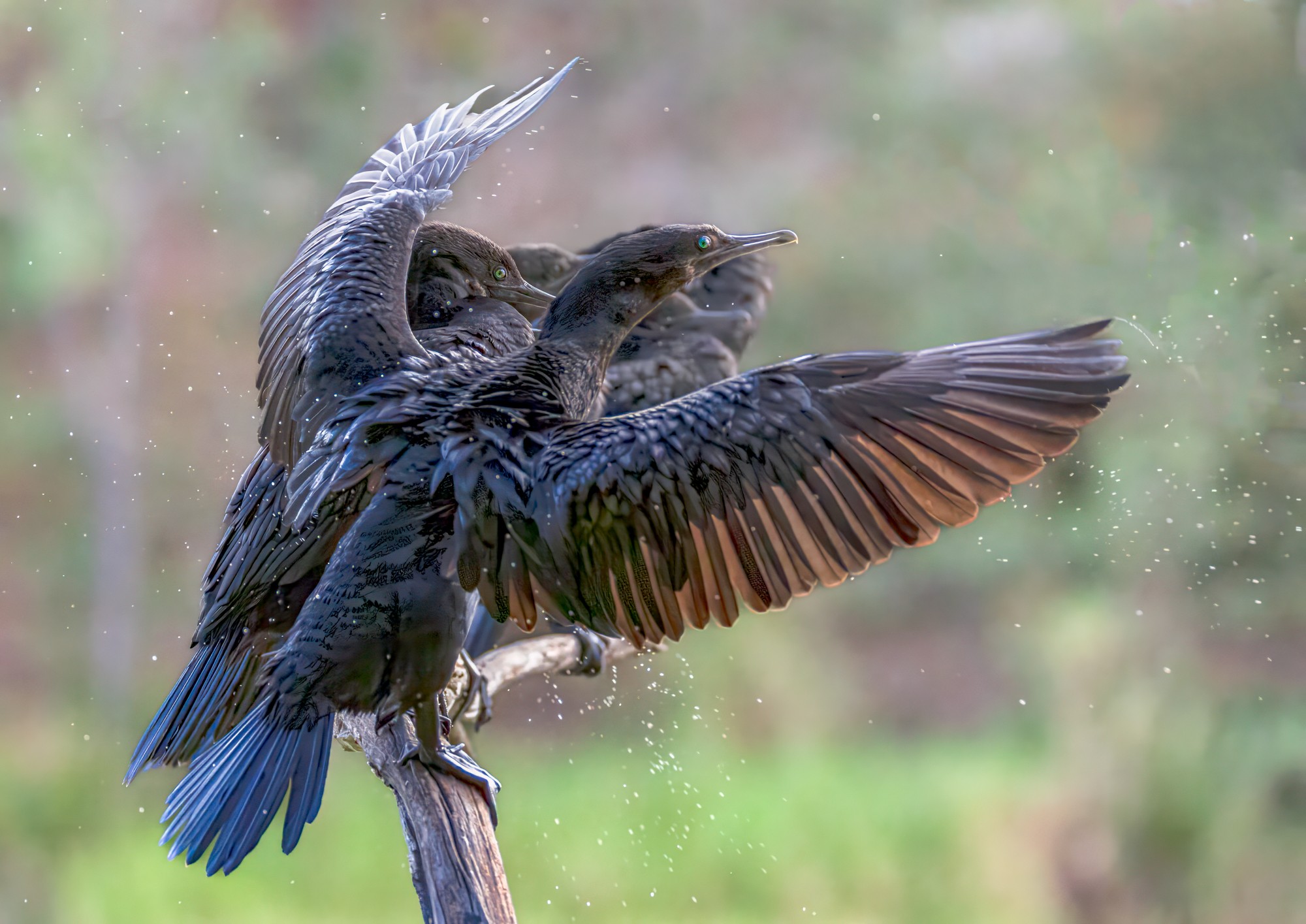 Little Pied Cormorant : Phalacrocorax sulcirostris