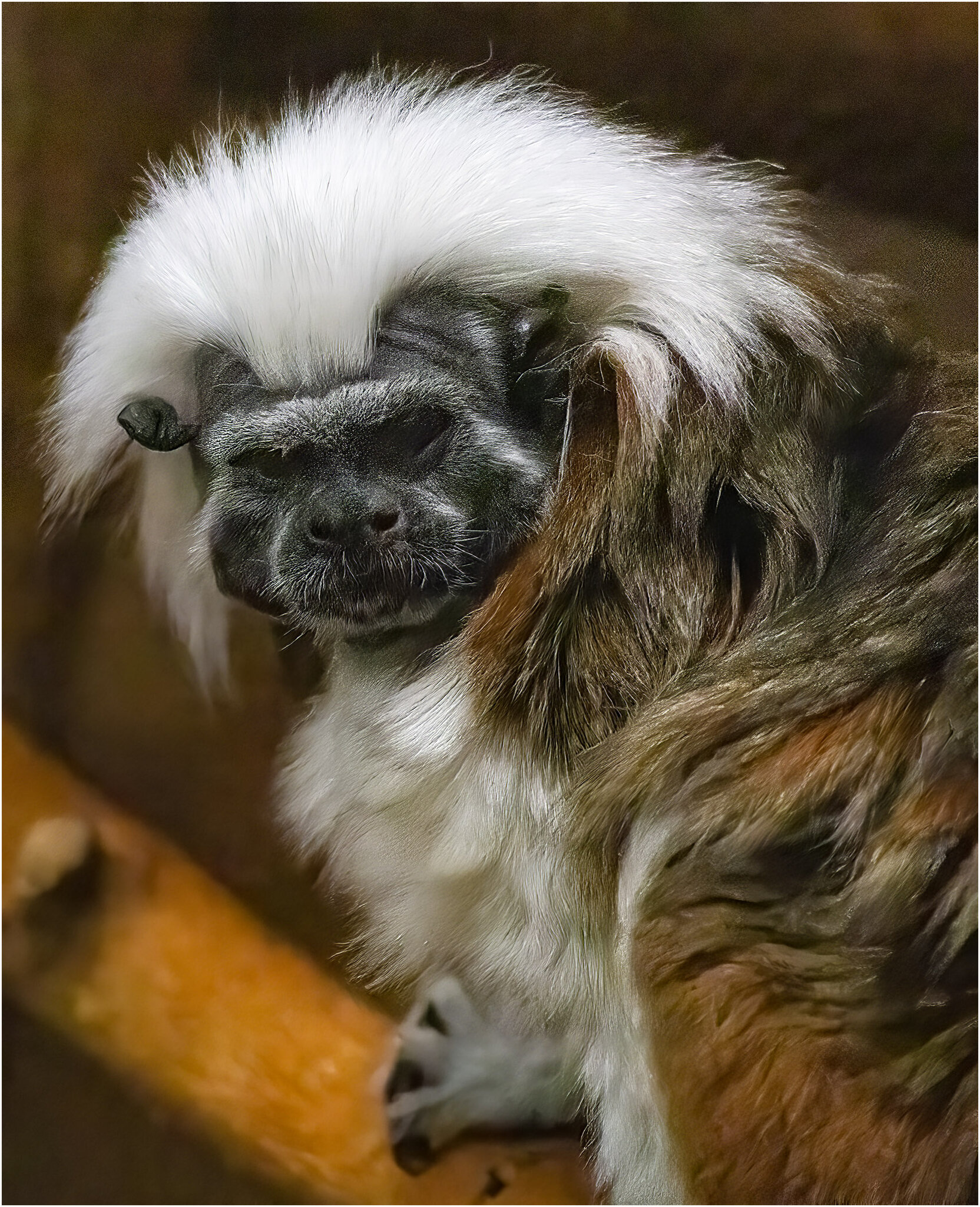 Cotton Top Tamarin.jpg