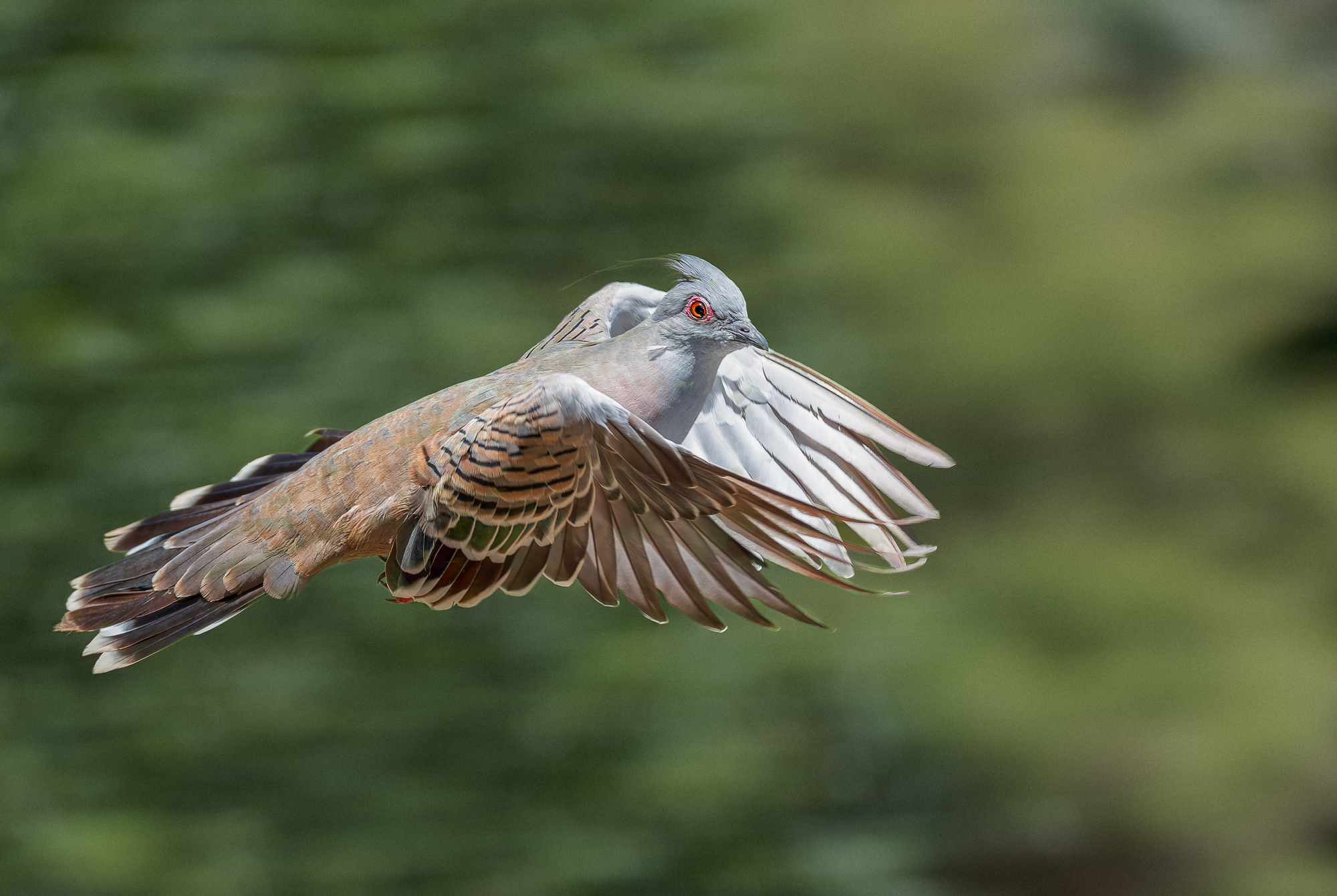 Crested Pigeon