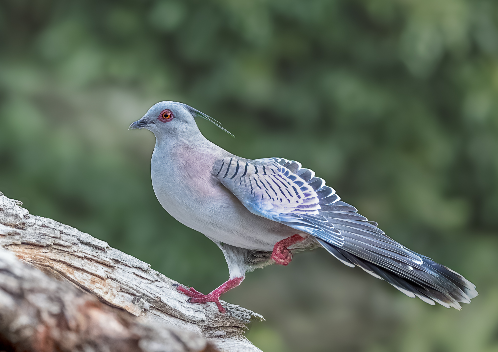 Crested Pigeon