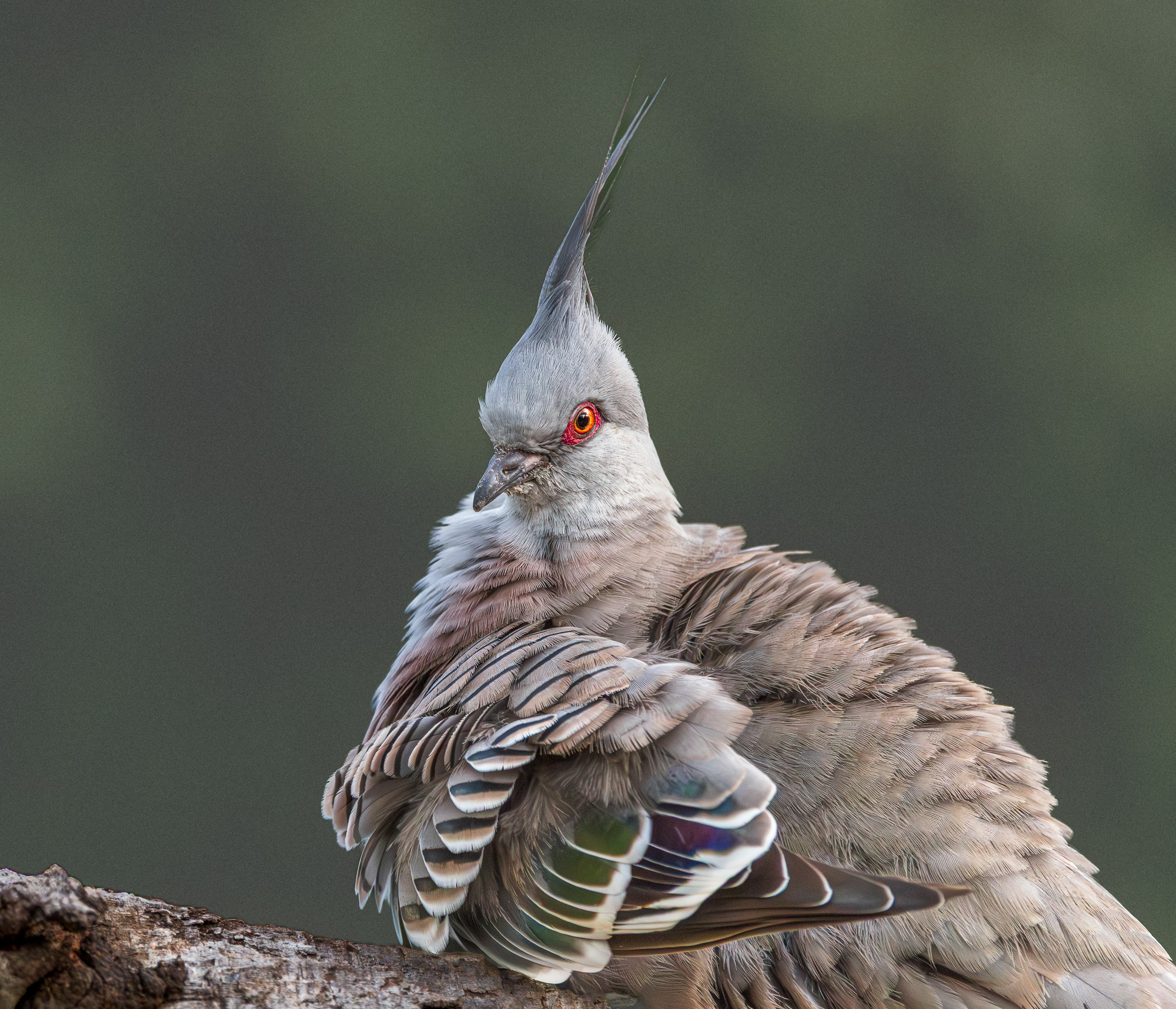 Crested Pigeon