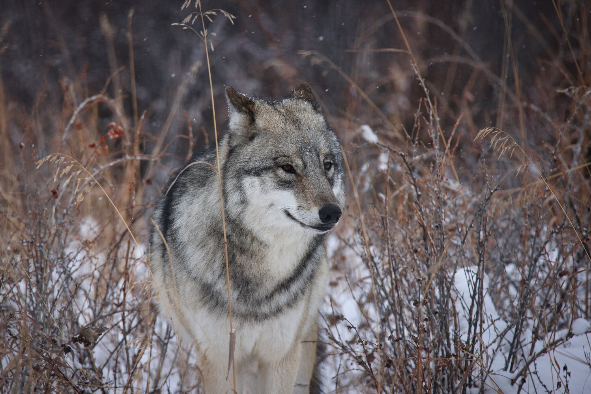 CSP_0364 Yamnuska Wolf Dog Sanctuary.jpg