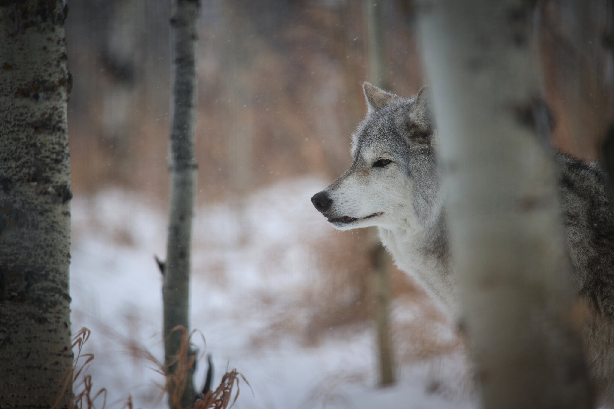 CSP_0410 Yamnuska Wolf Dog Sanctuary.jpg