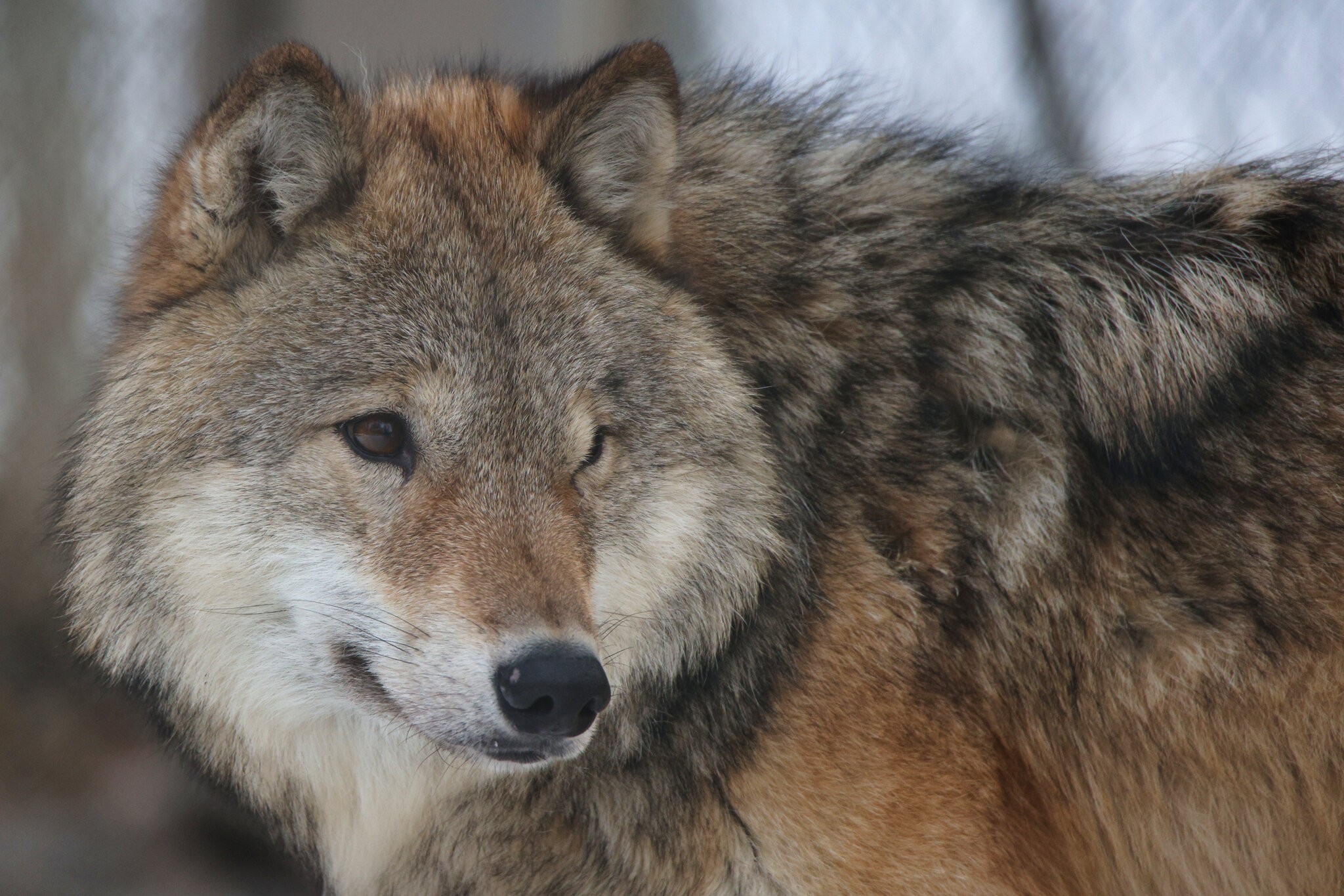 CSP_0832 Northern Lights Wolf Sanctuary.jpg