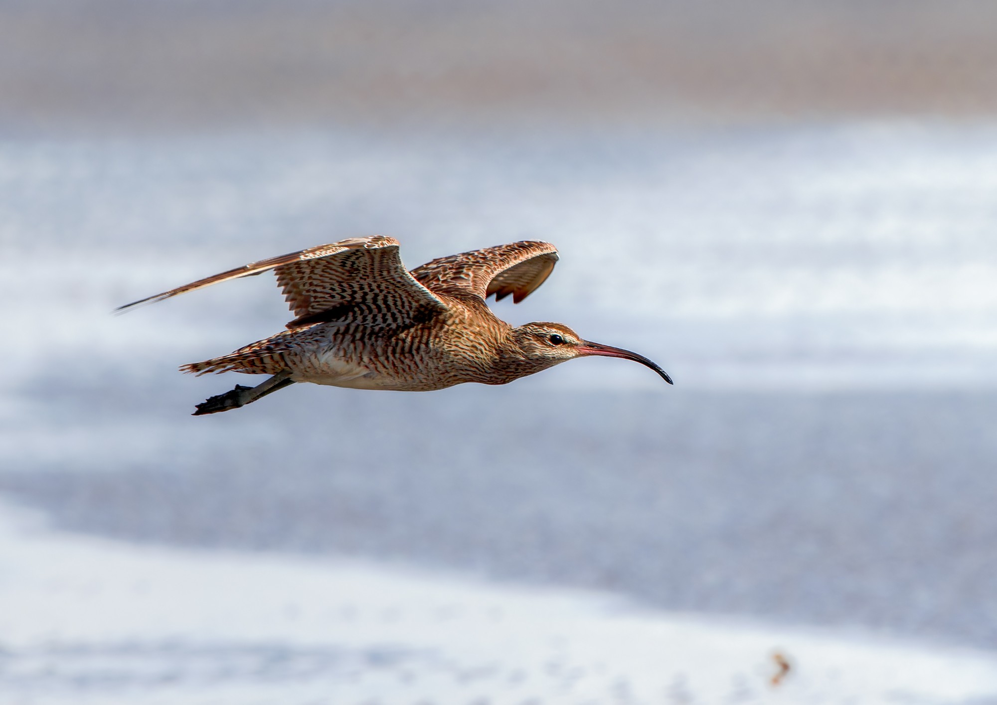 Far Eastern Curlew : BIF : Bird in Flight