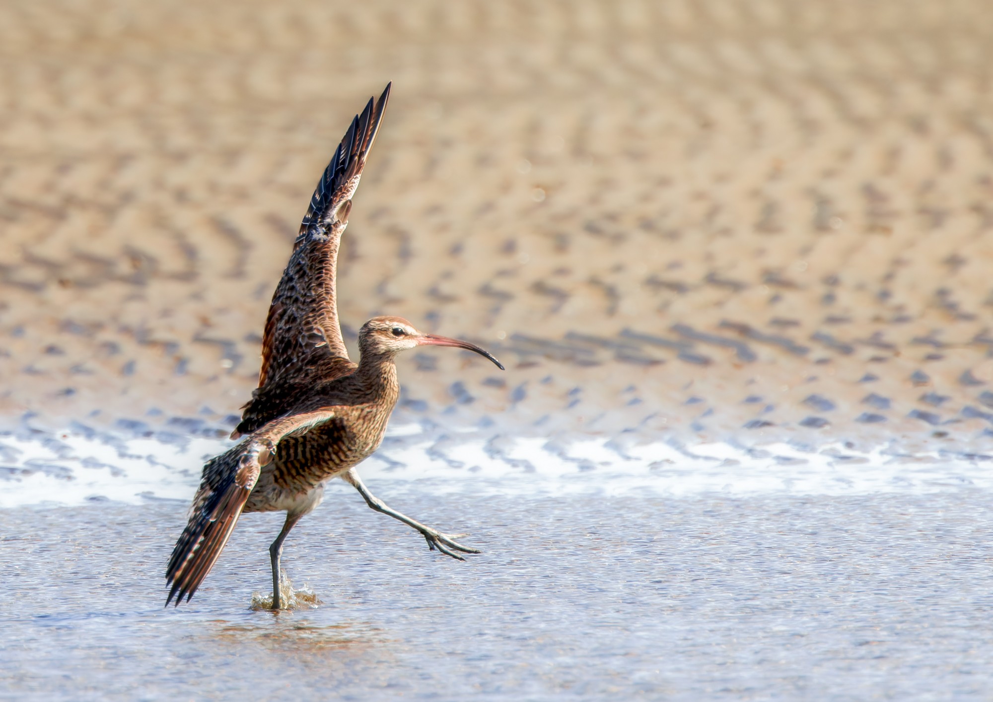 Far Eastern Curlew : Landing : Sandgate, Moreton Bay, Australia