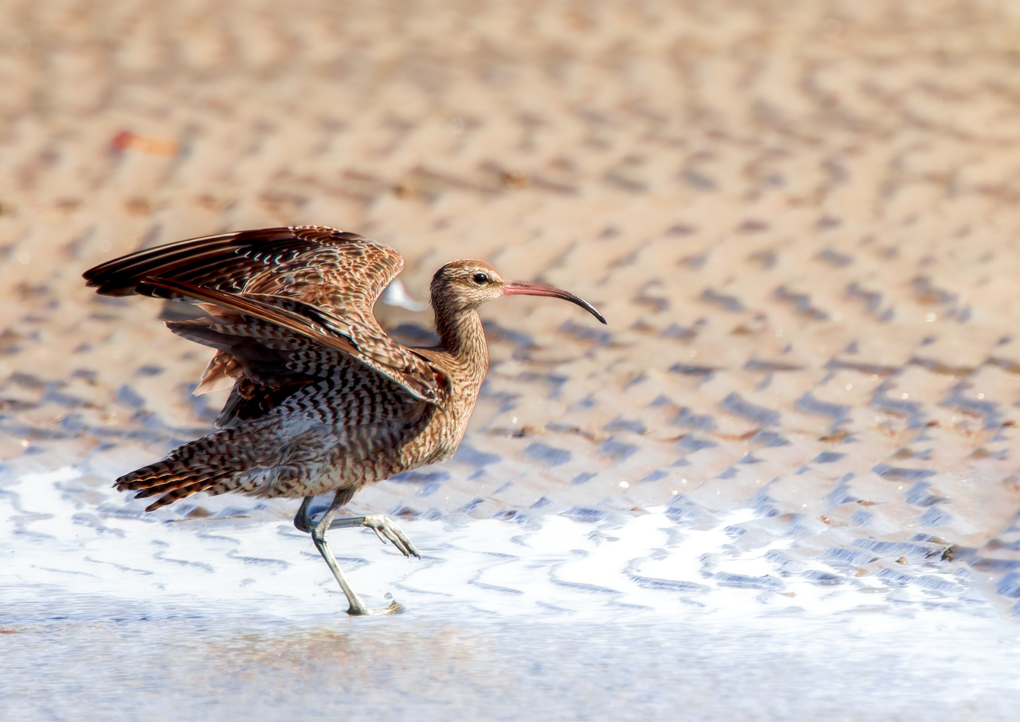 Far Eastern Curlew : Numenius madagascariensis