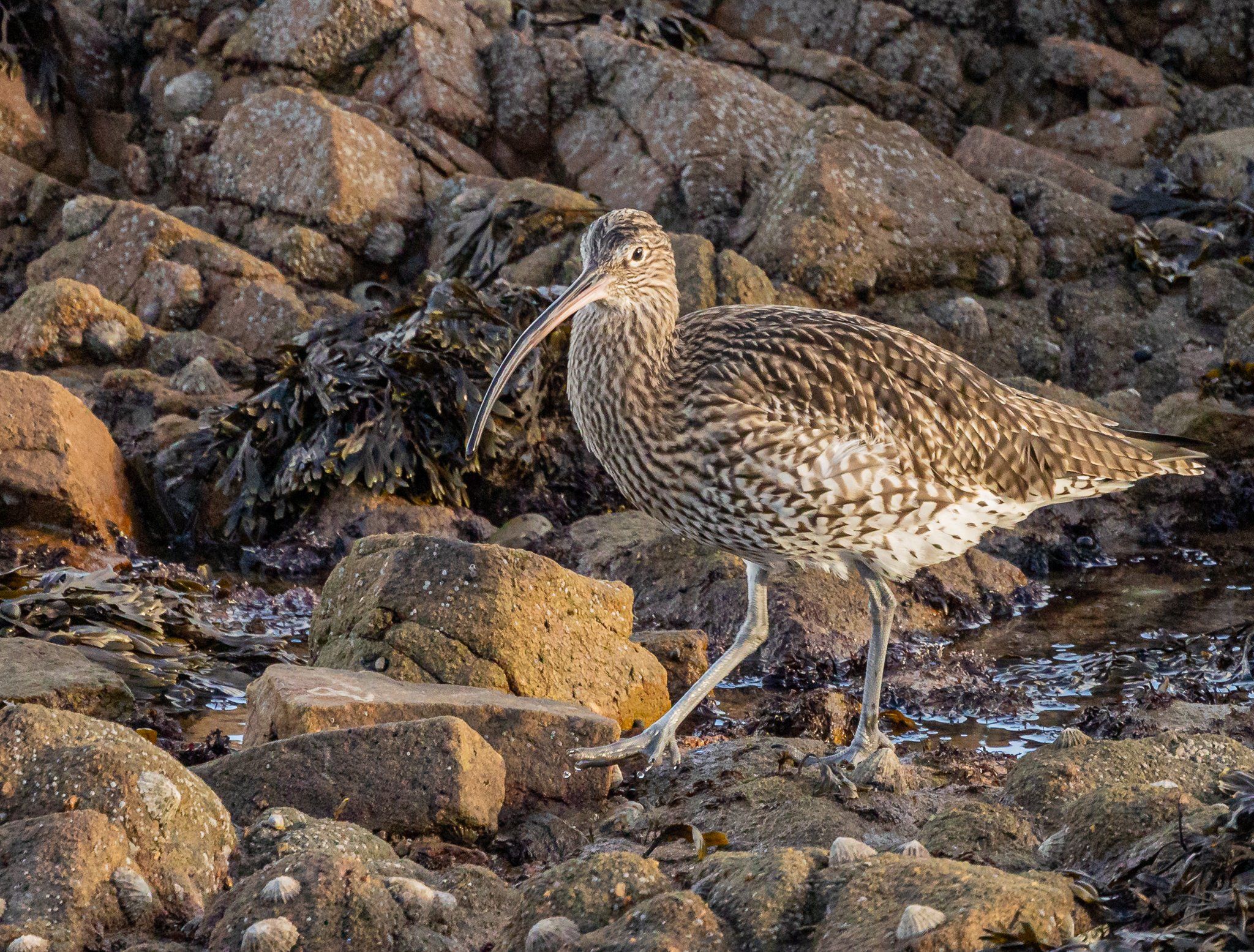 Curlew.jpg