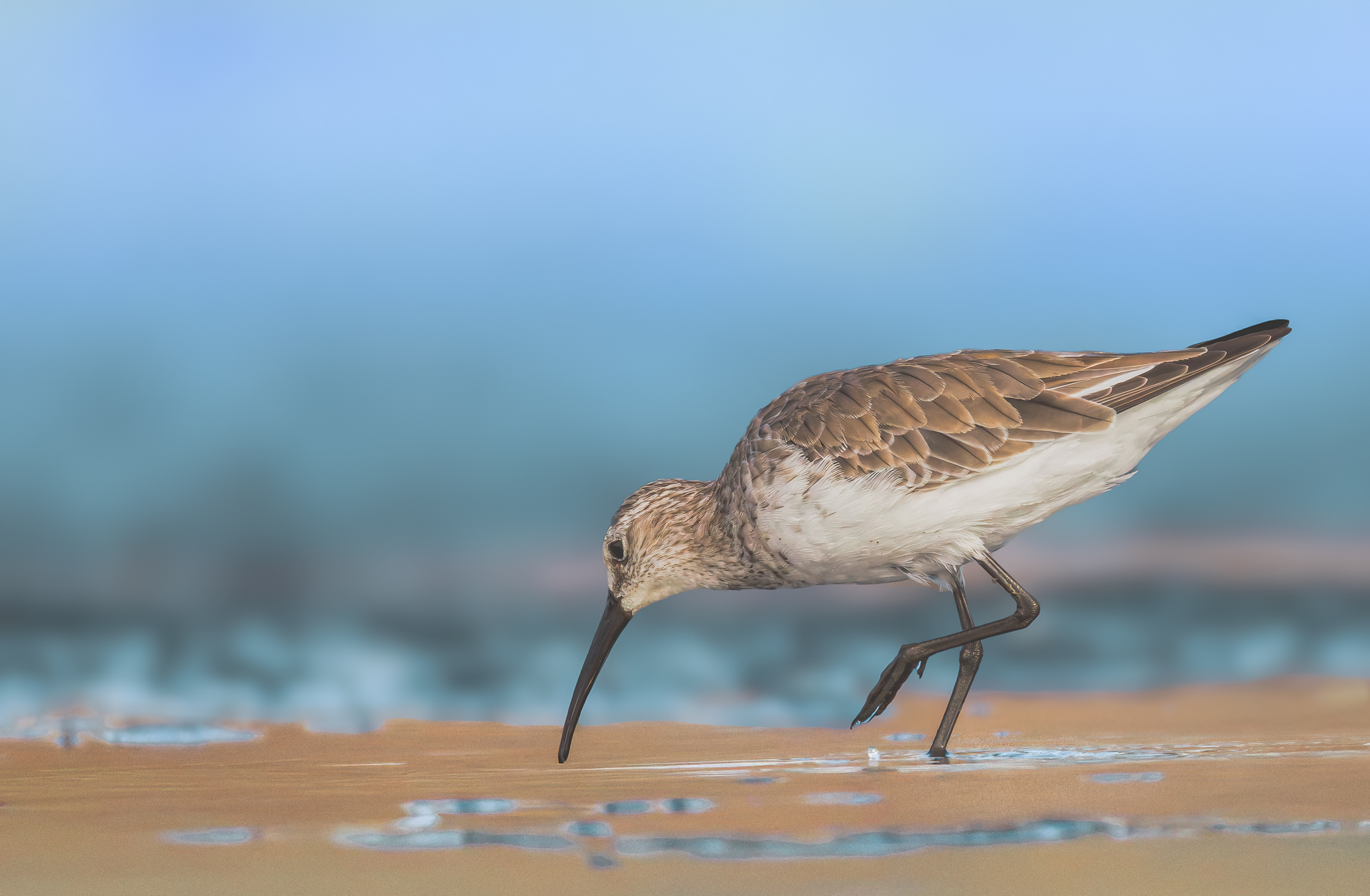 Curlew Sandpiper