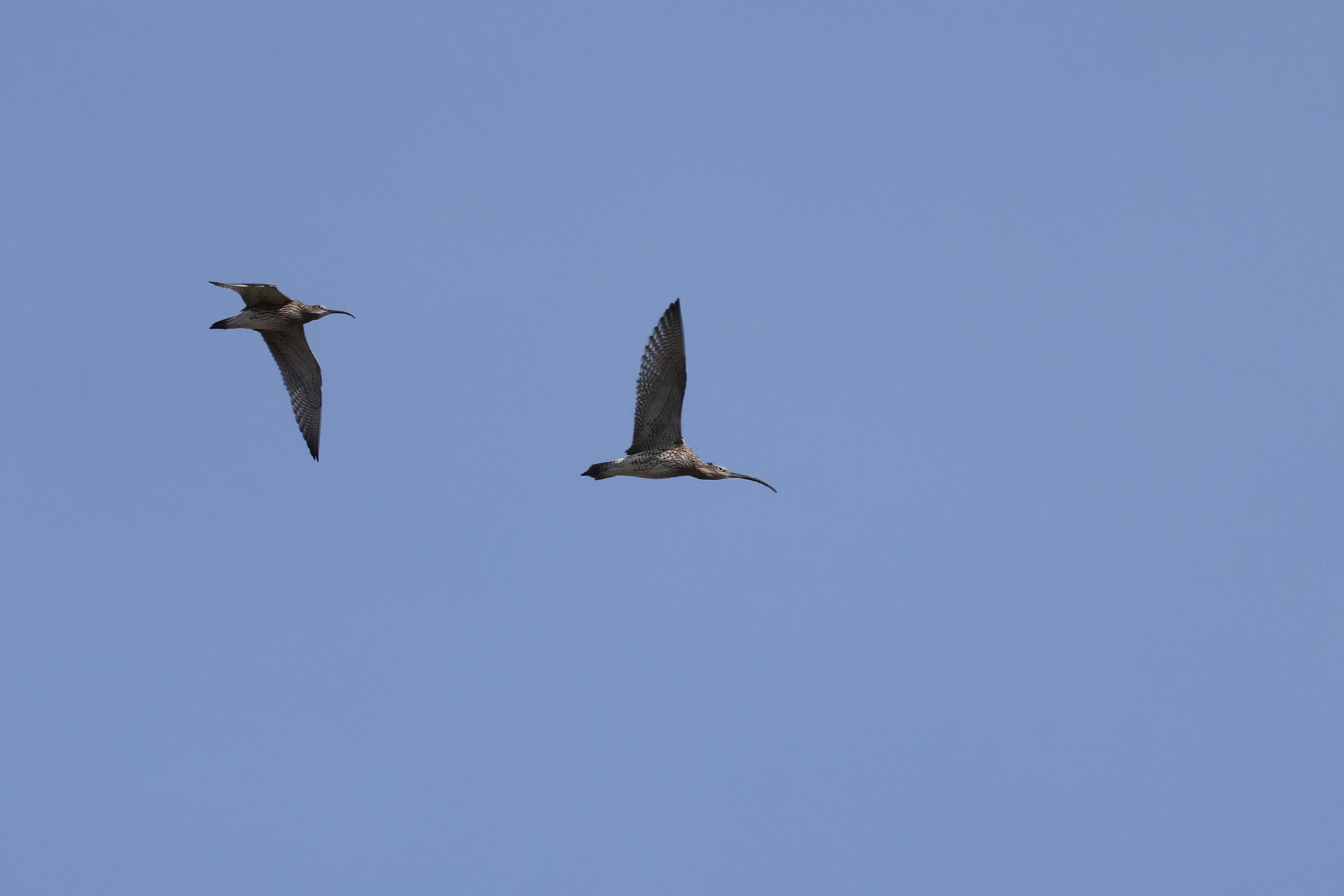 Curlews-483A9107-2048px.jpg