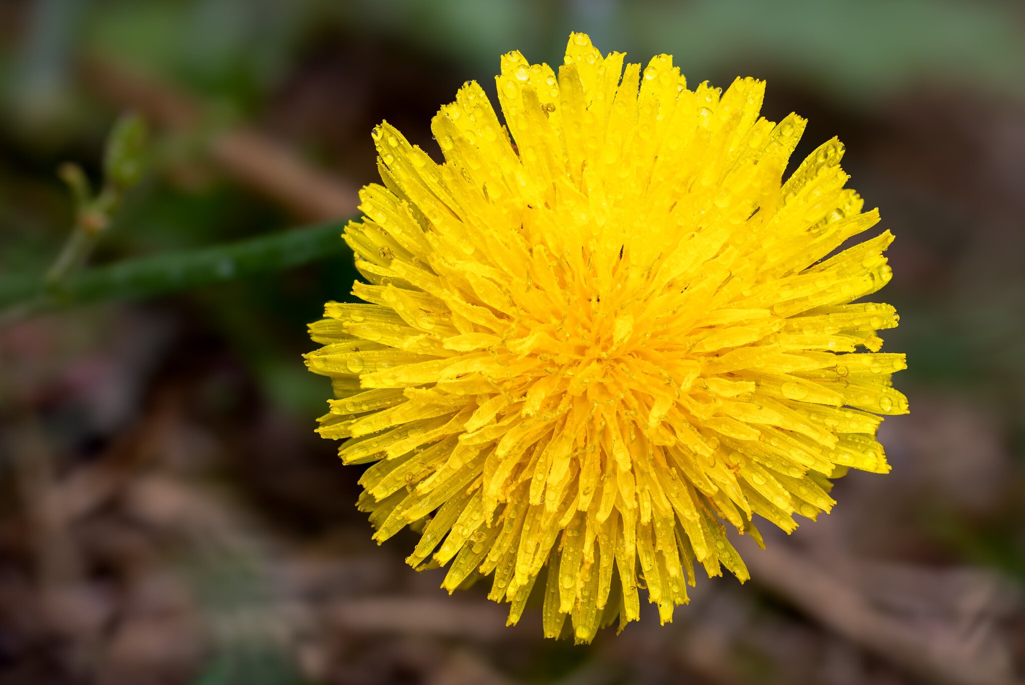 DandelionFocusStack.jpg