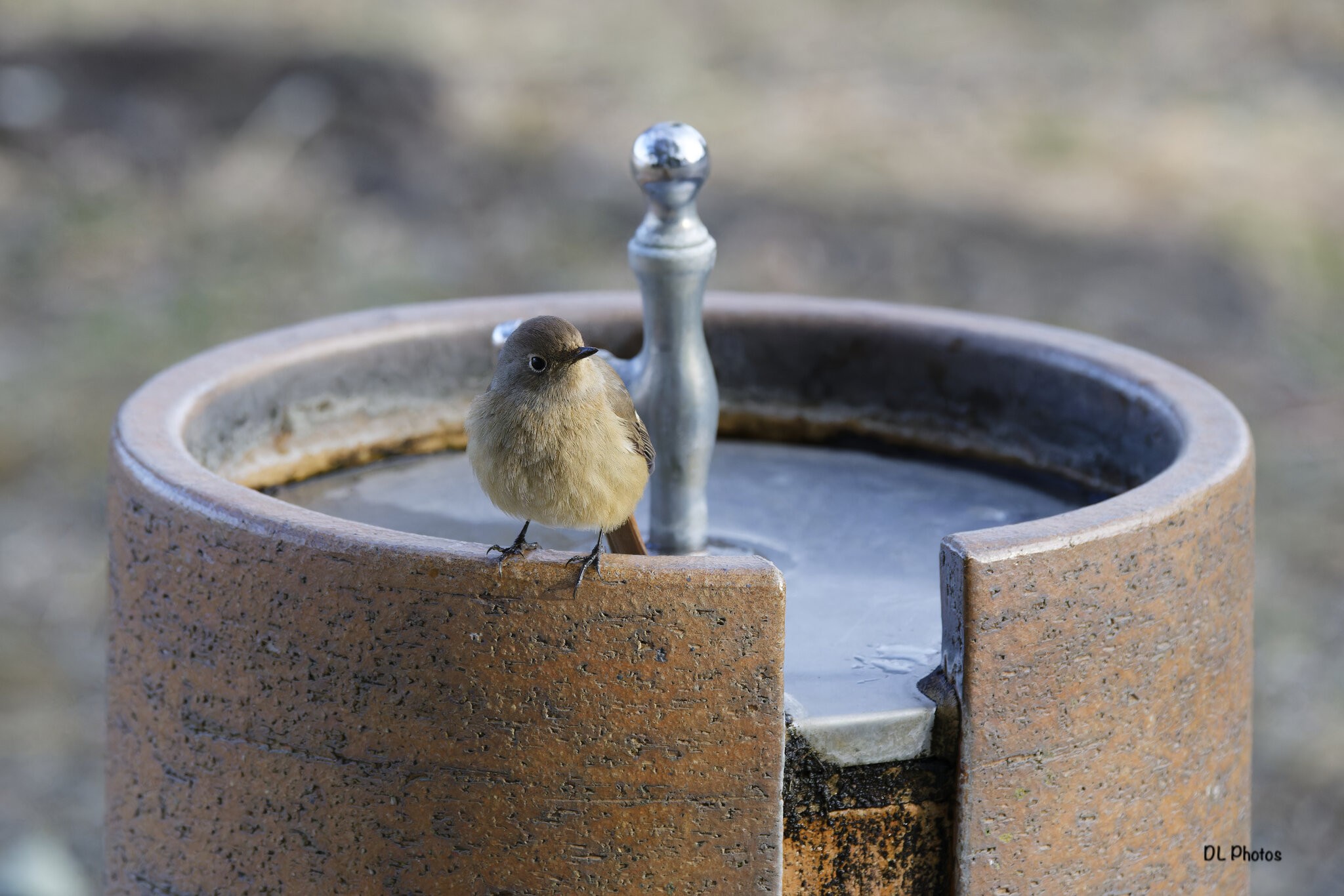 Daurian Redstart.jpg