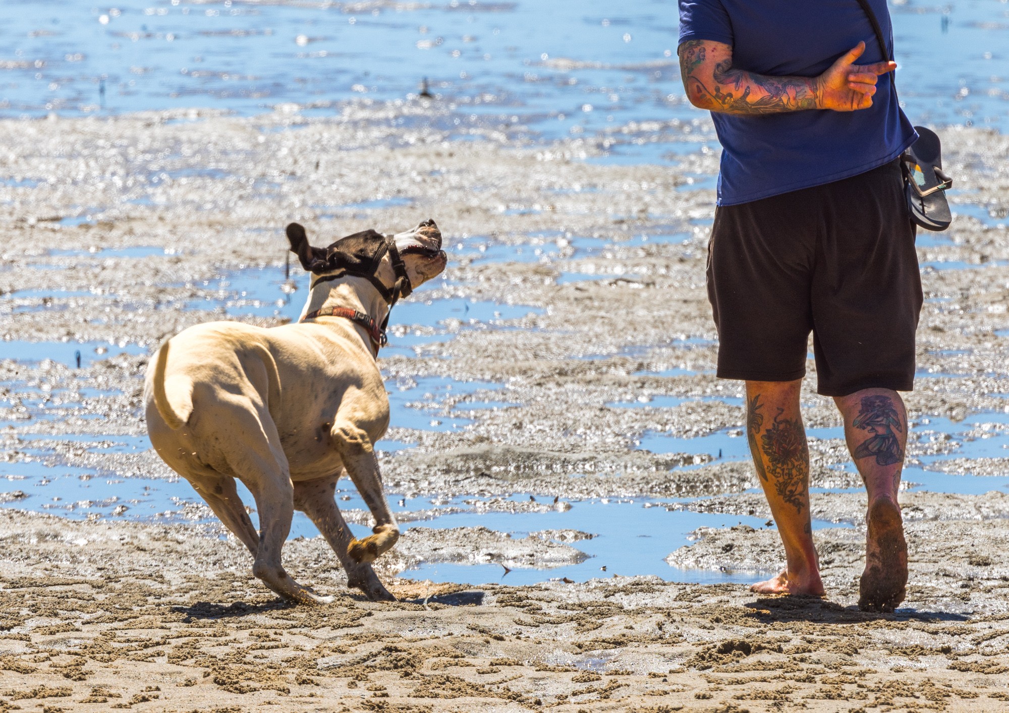 Deception Bay Dog Beach