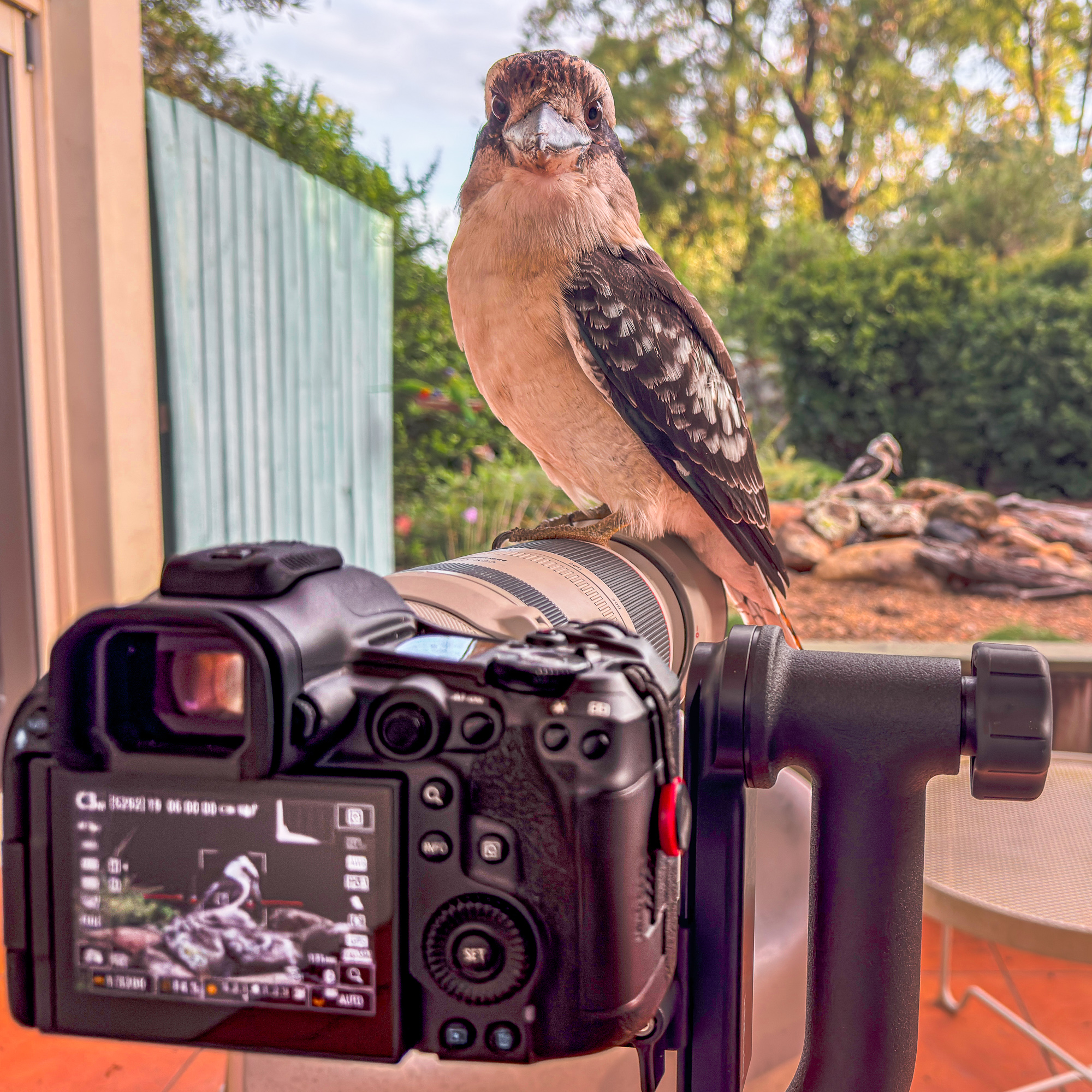 Laughing Kookaburra
