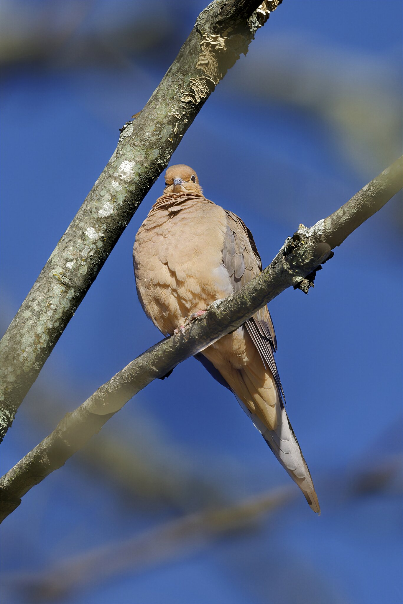Dove in Sunshine.jpg