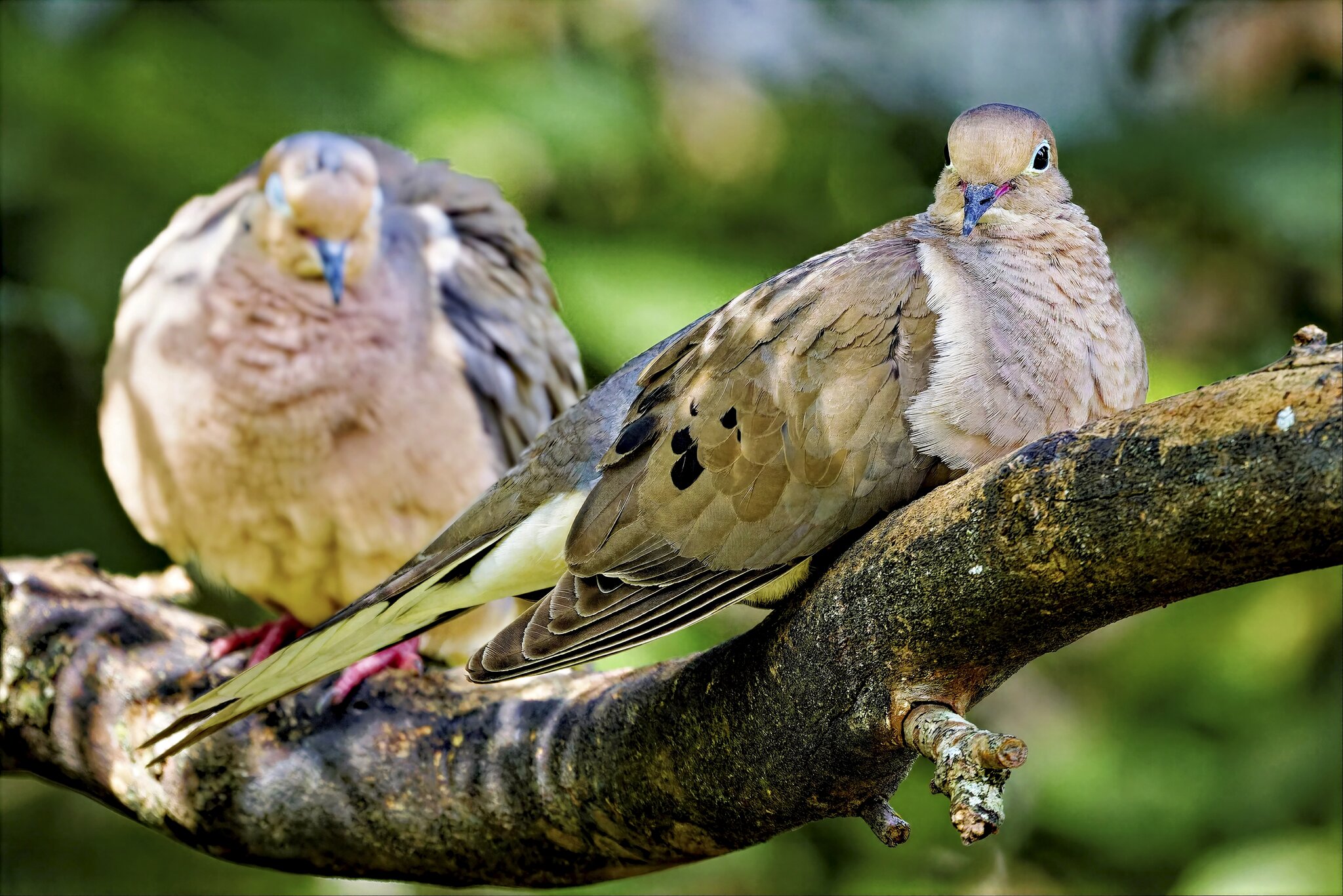 Doves.jpg
