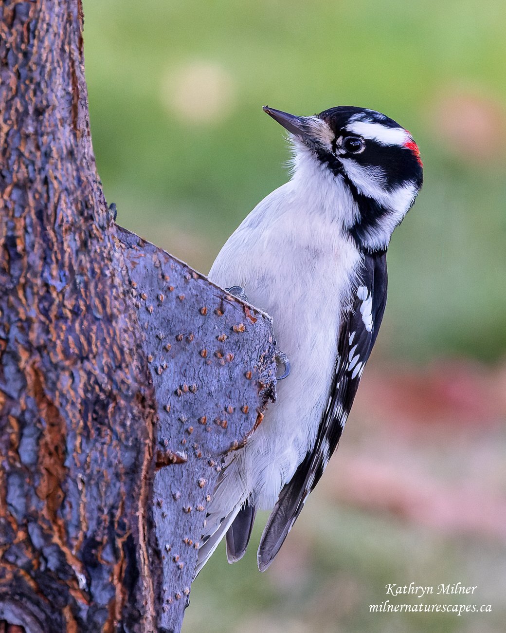 Downy Woodpecker.jpg
