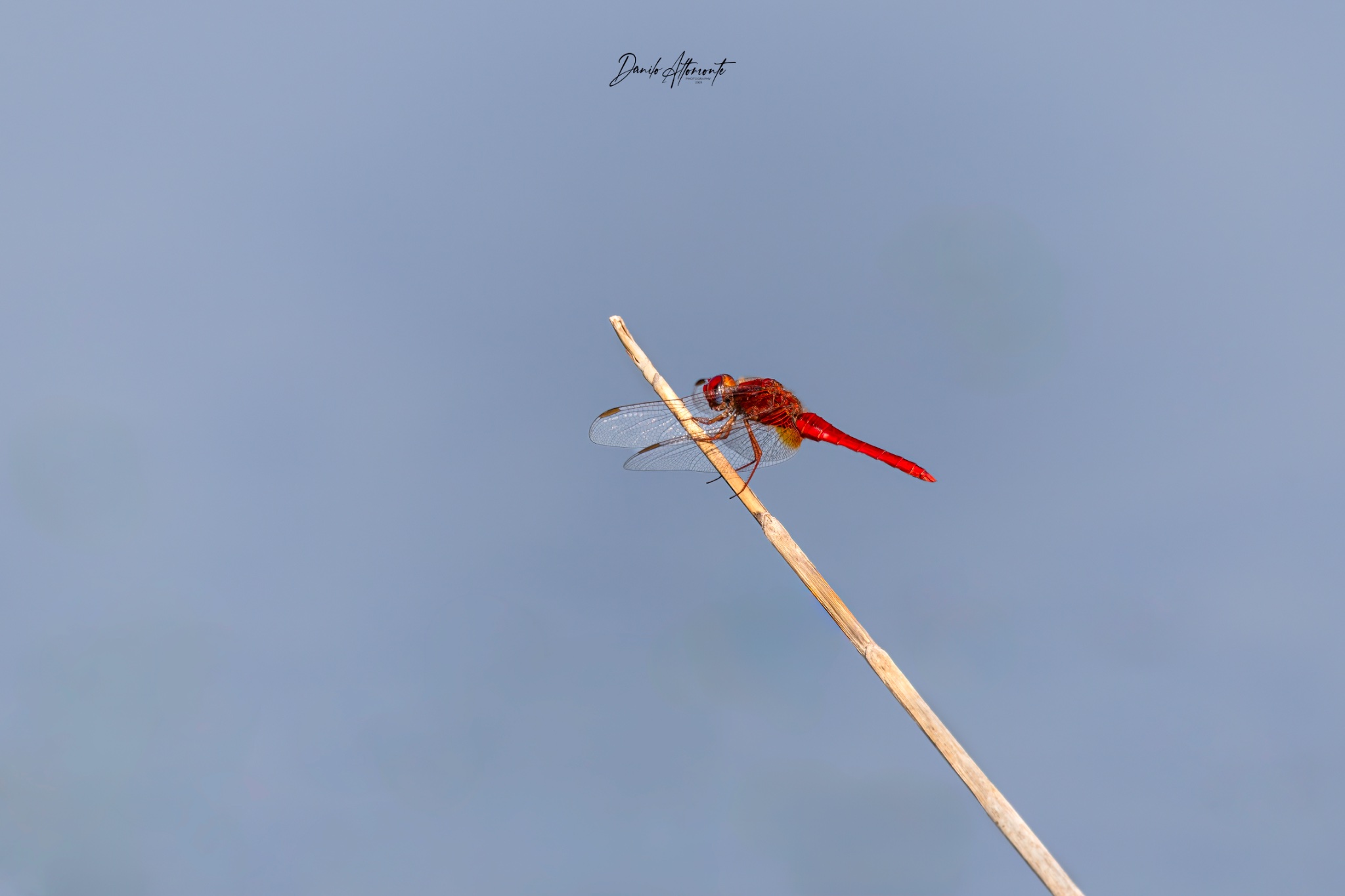 Dragonfly15:8 copia.jpg