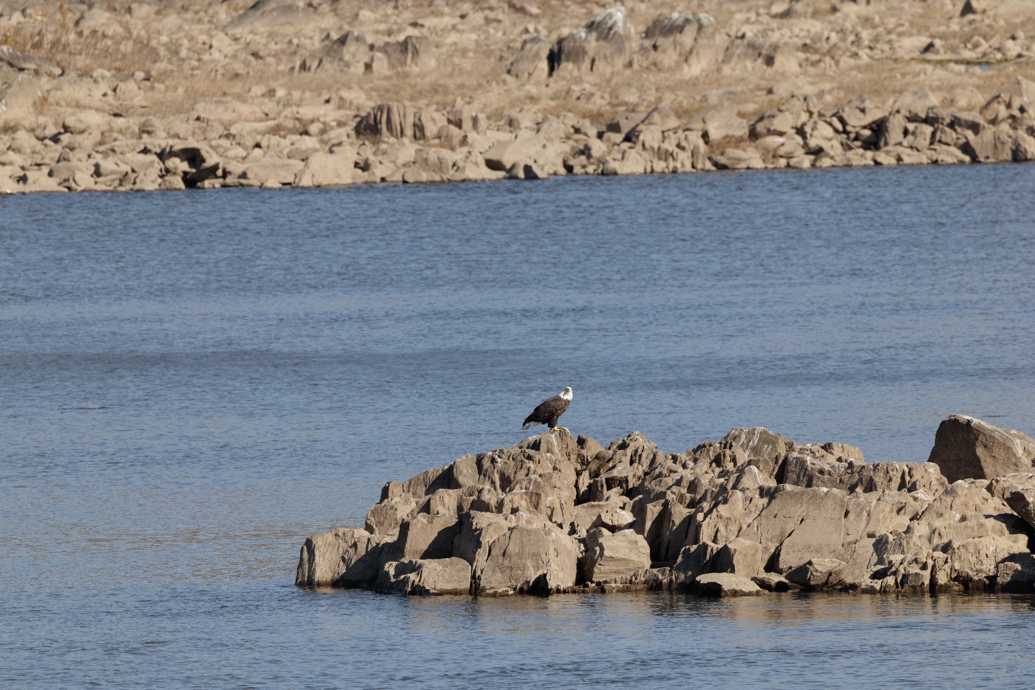 Eagle on rock with fish Original.jpg