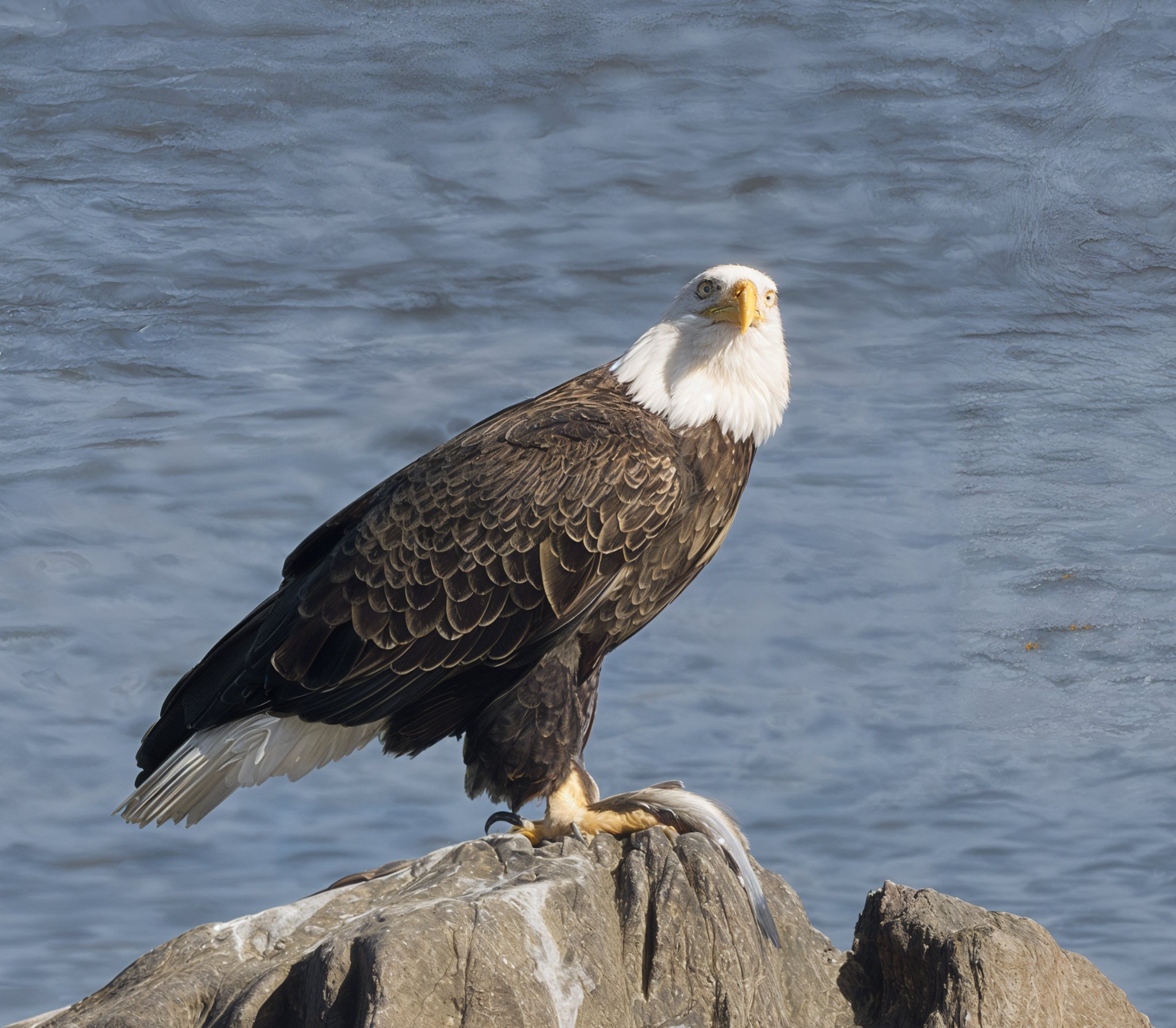 Eagle with fish on rocks 2..jpg