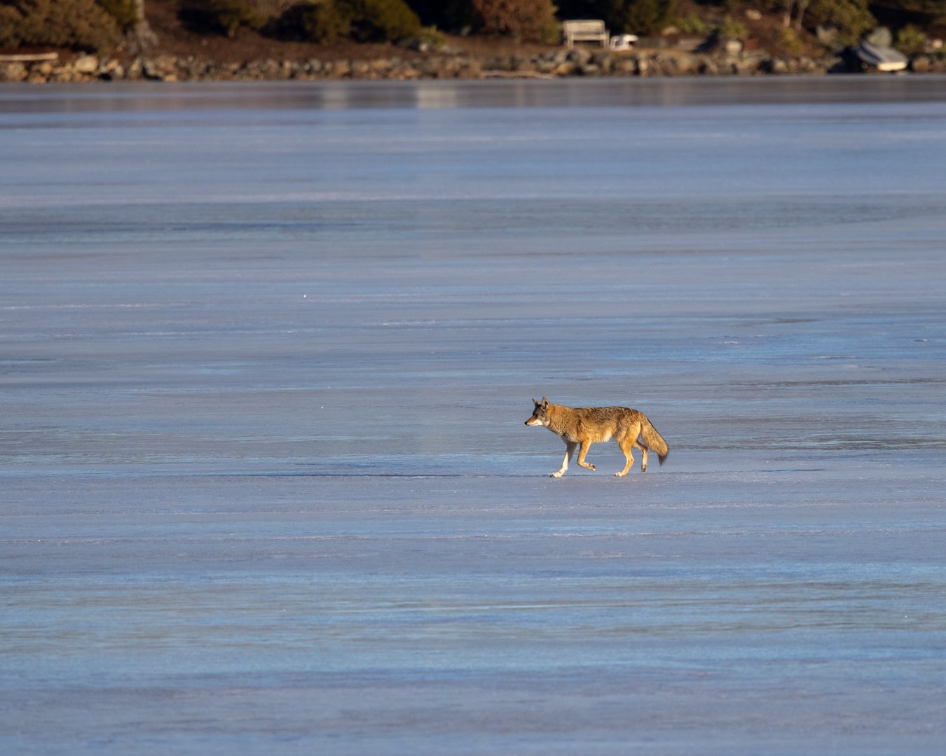 Eastern Coyotes on frozen lake-1.jpg