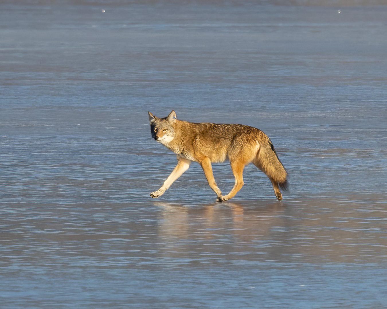 Eastern Coyotes on frozen lake-2.jpg
