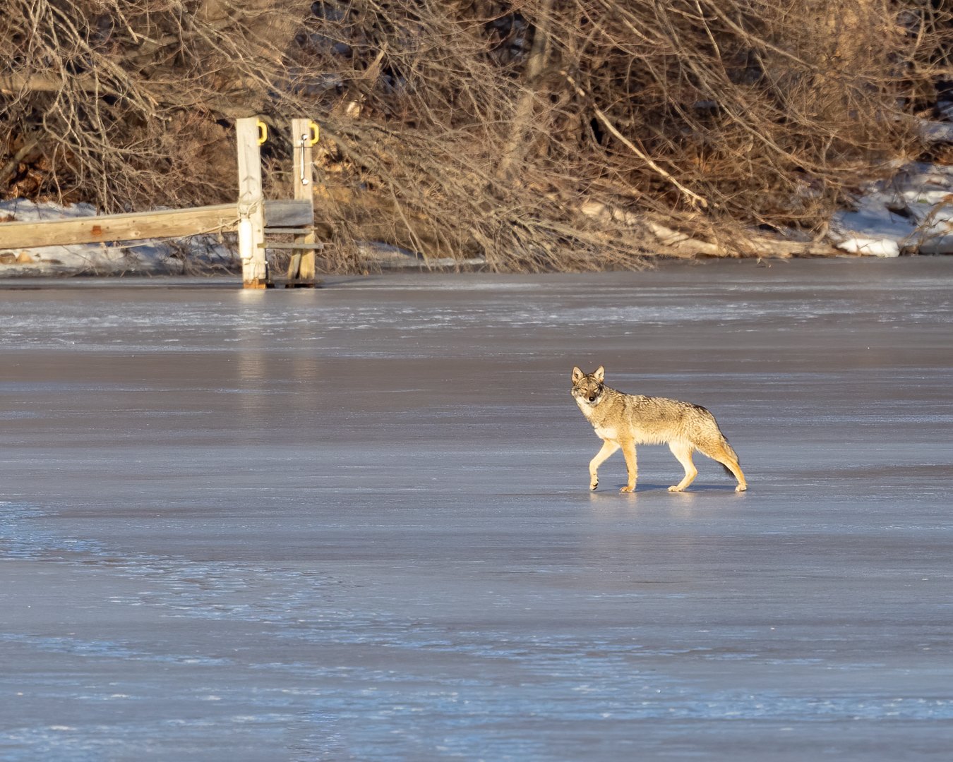 Eastern Coyotes on frozen lake-5.jpg
