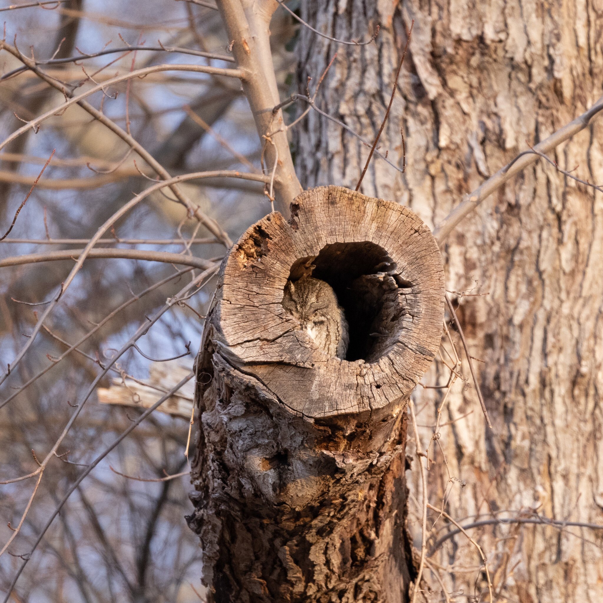 Eastern Screech Owl gray morph in large branch-2931.jpg