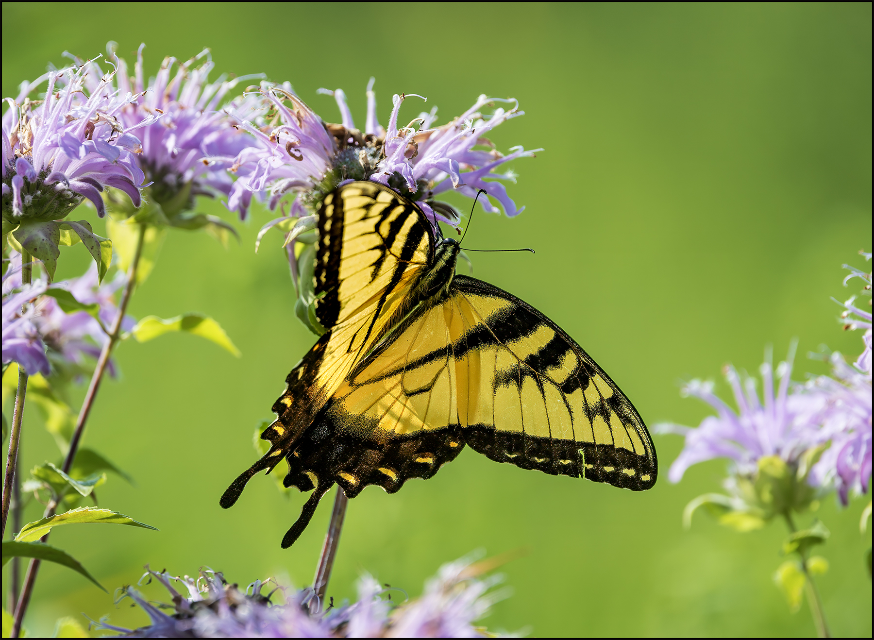 Eastern tiger swallowtail.jpg