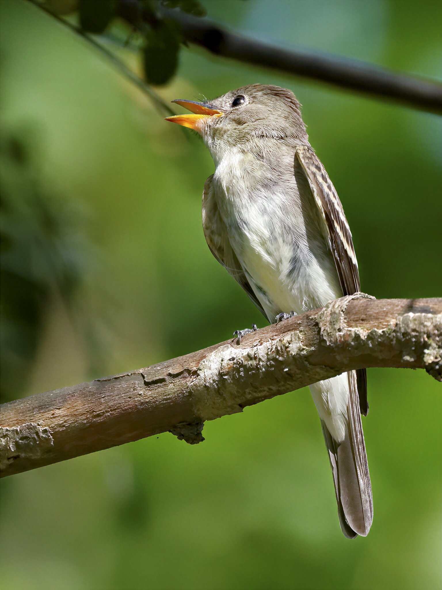 Eastern Wood Pewee.jpg