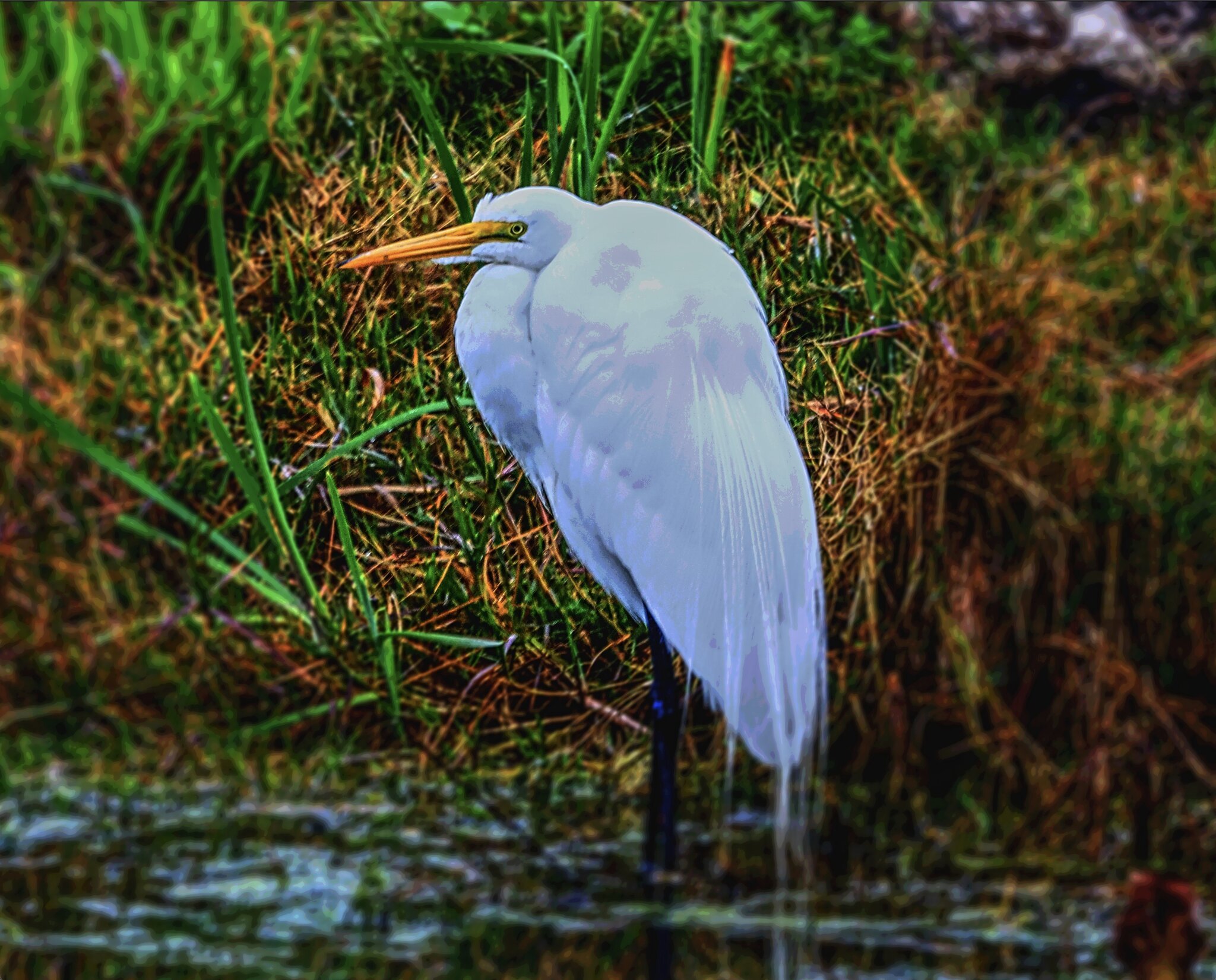 Egret Apopka Wild Life.jpg