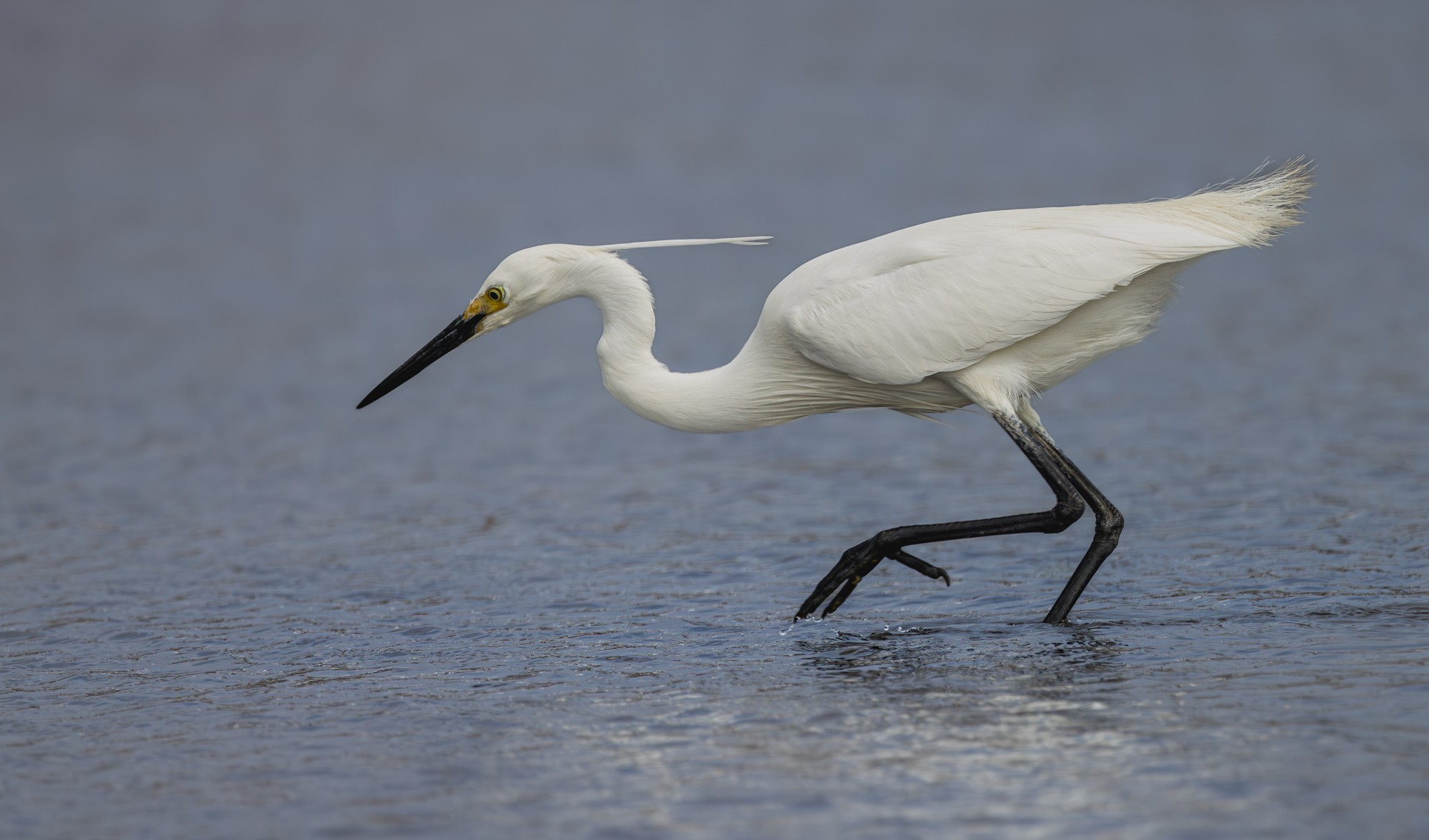 Intermediate Egret : Moreton Bay, Queensland