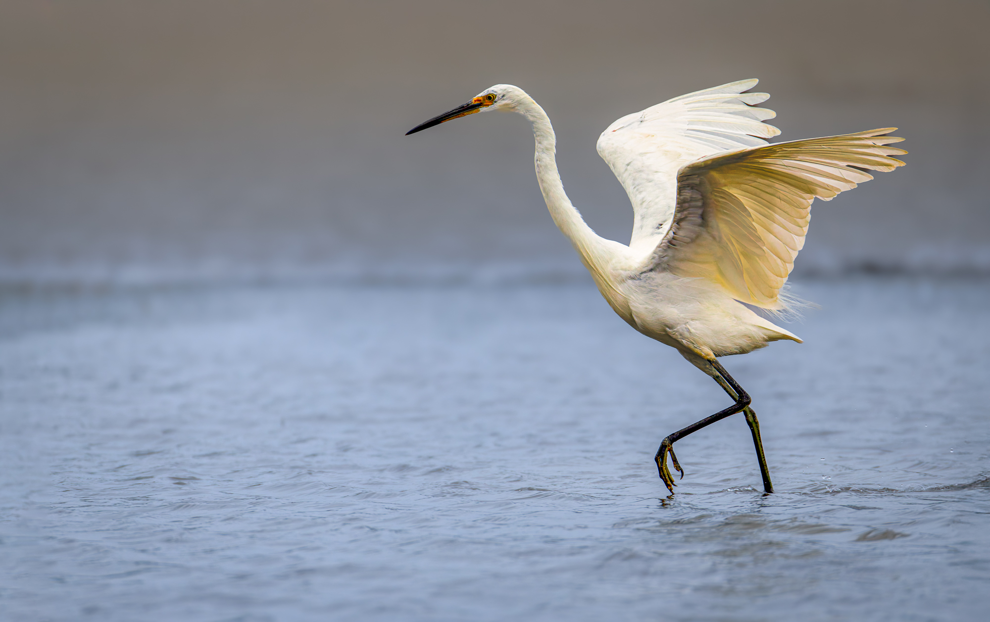 Plumed Egret