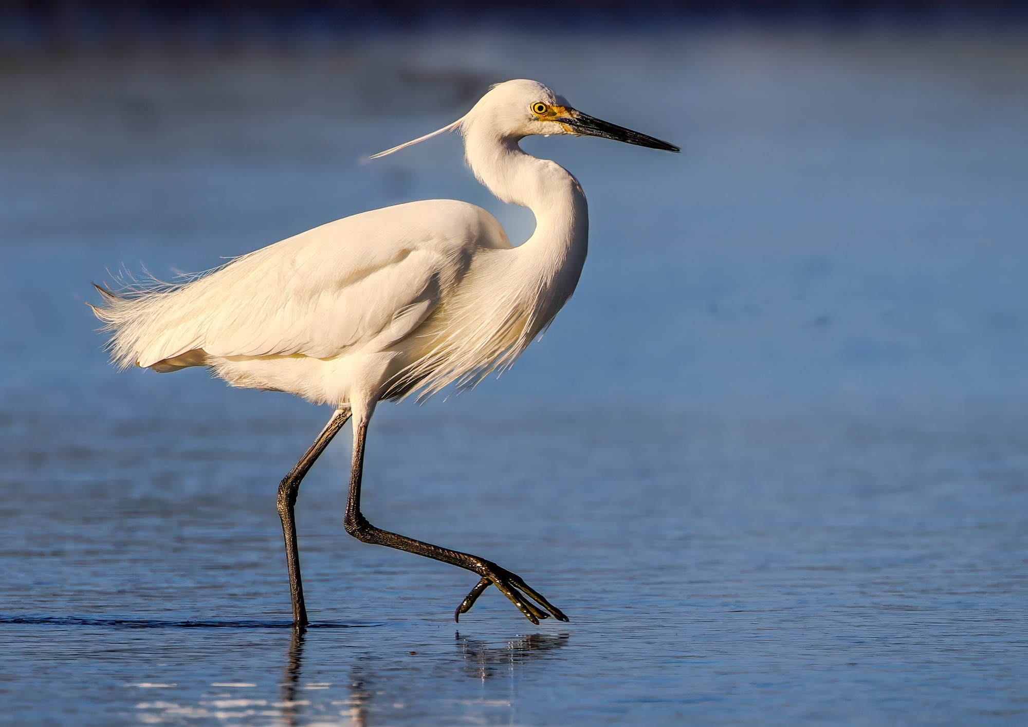 Intermediate Egret : Ardea intermedia