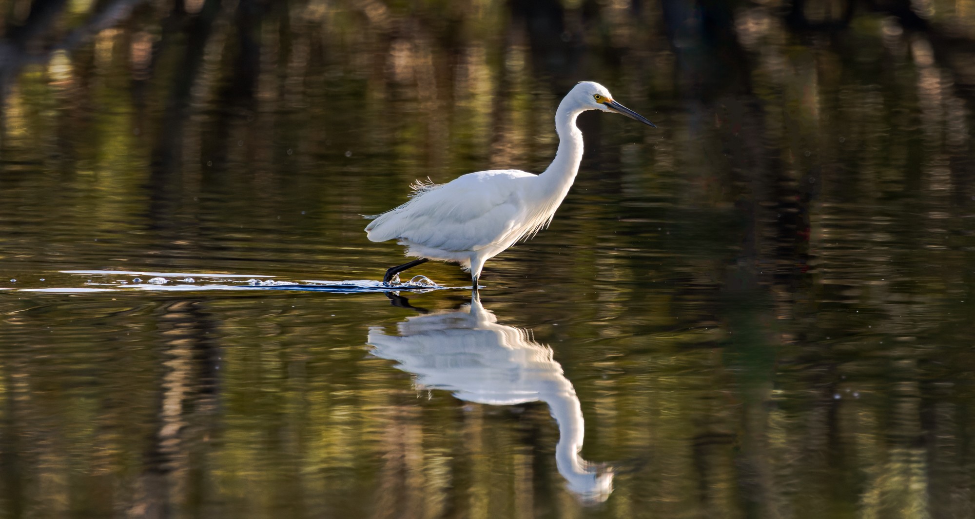 Intermediate Egret : Ardea intermedia